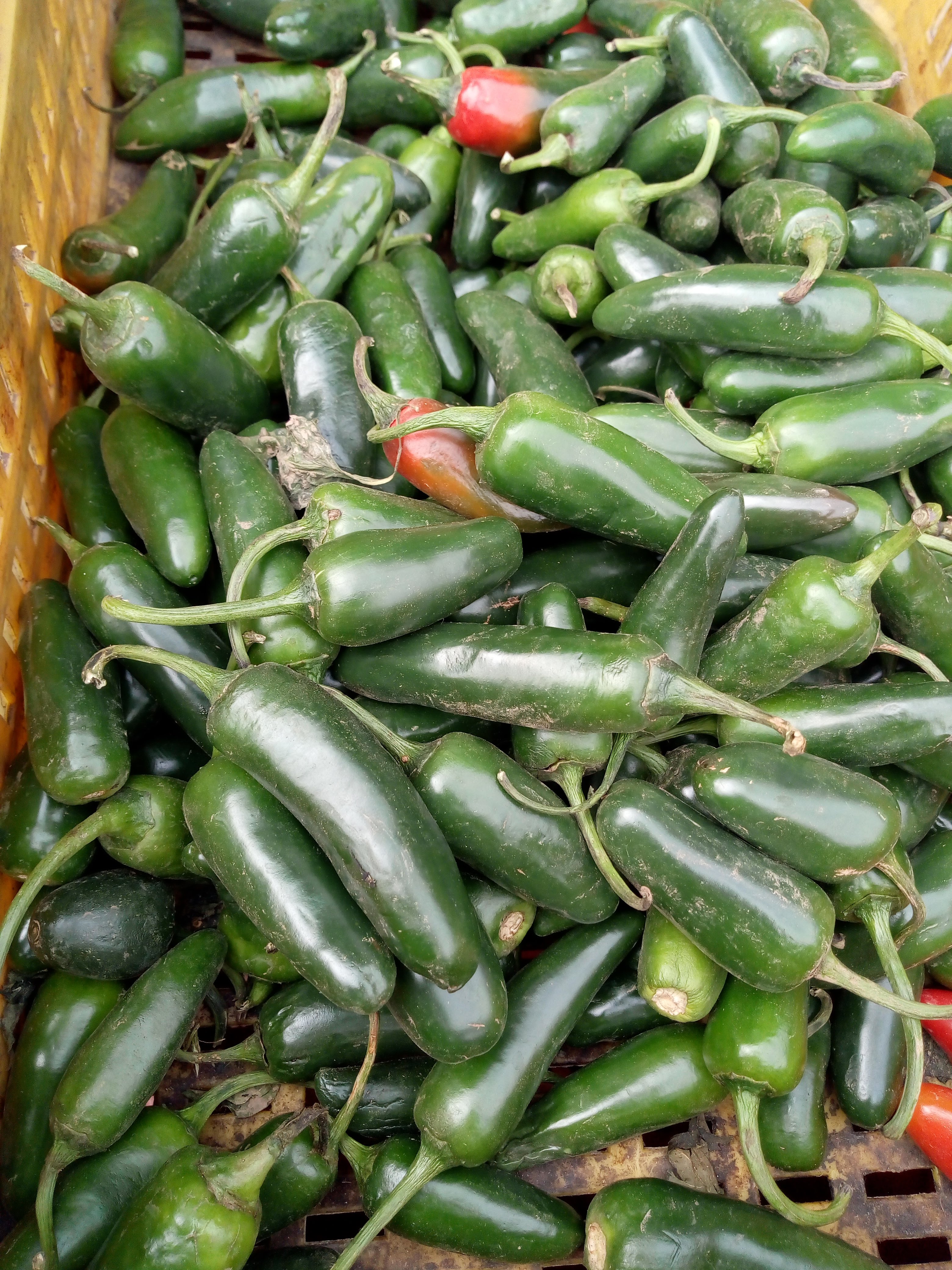 Jalapeño