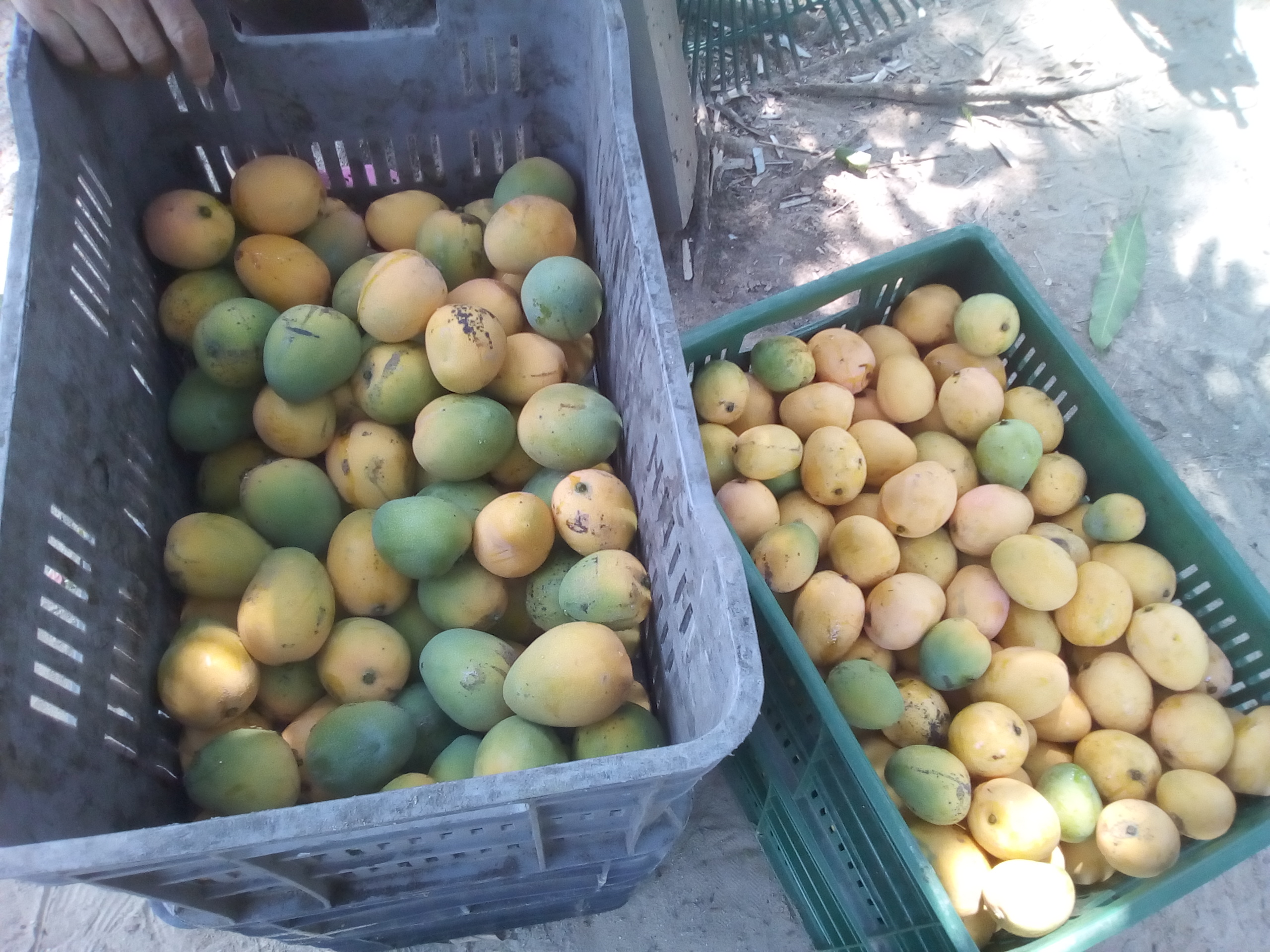 Mango de hilaza x canasta