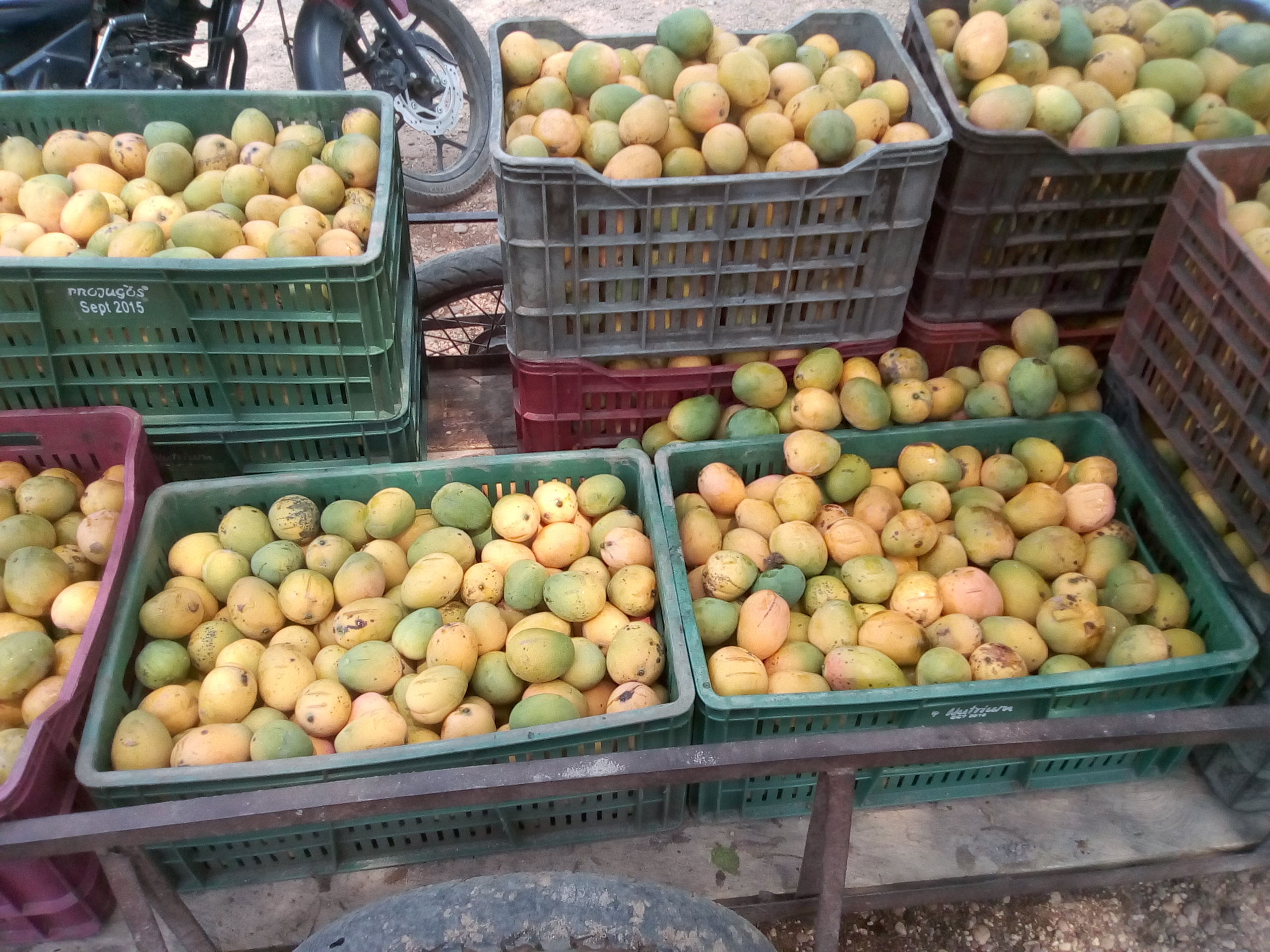 Mango de hilaza x canasta