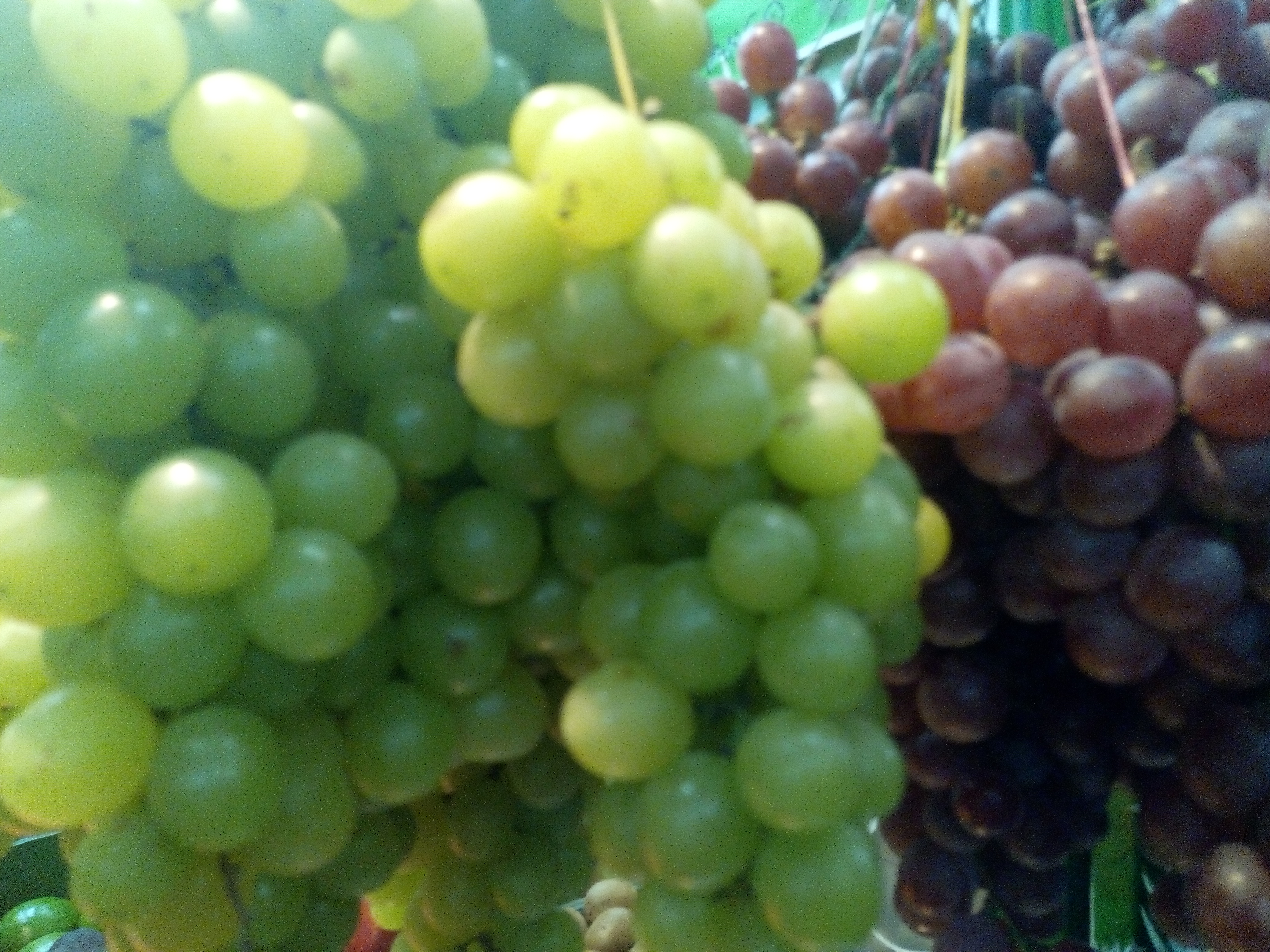 Uvas