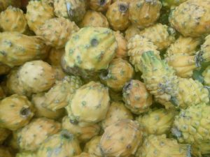 Pitaya primera