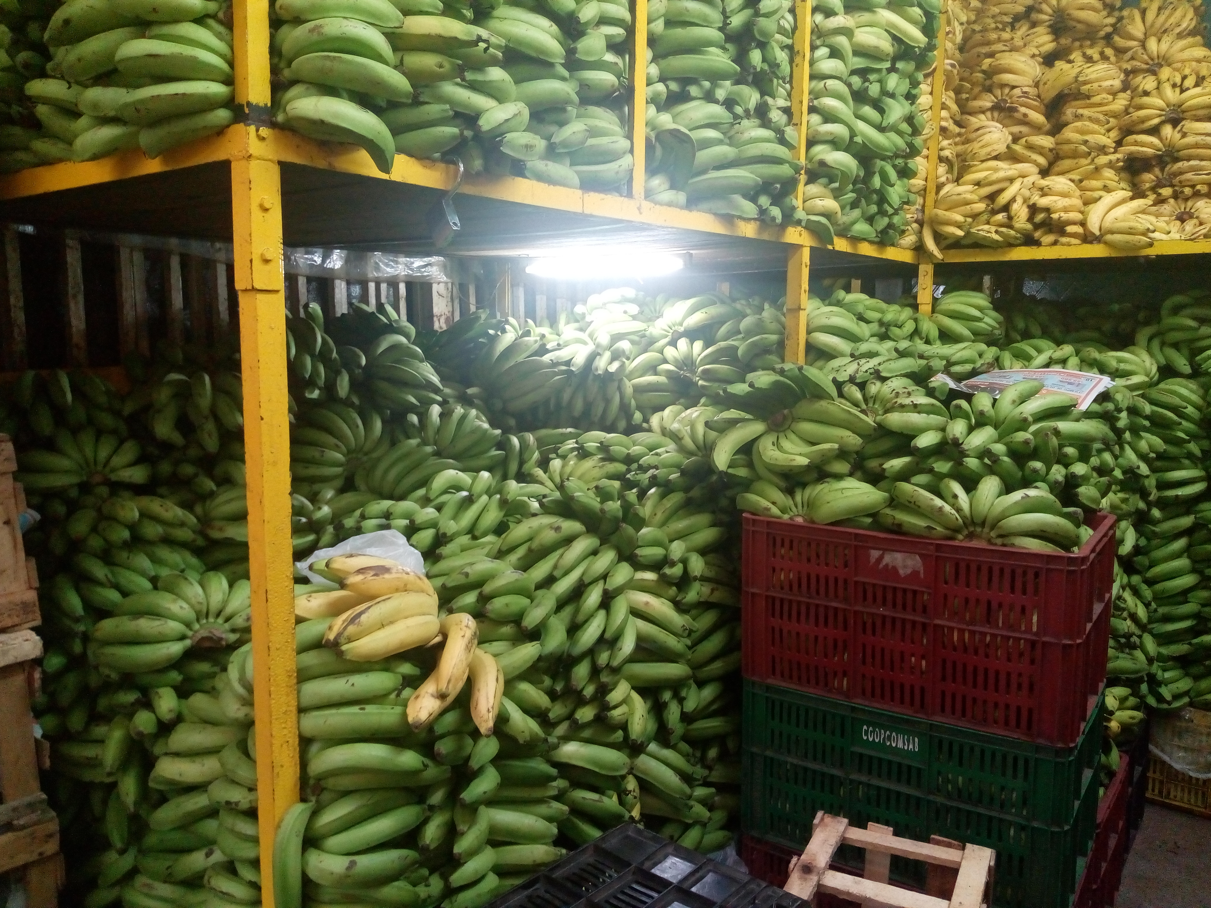 Banano criollo