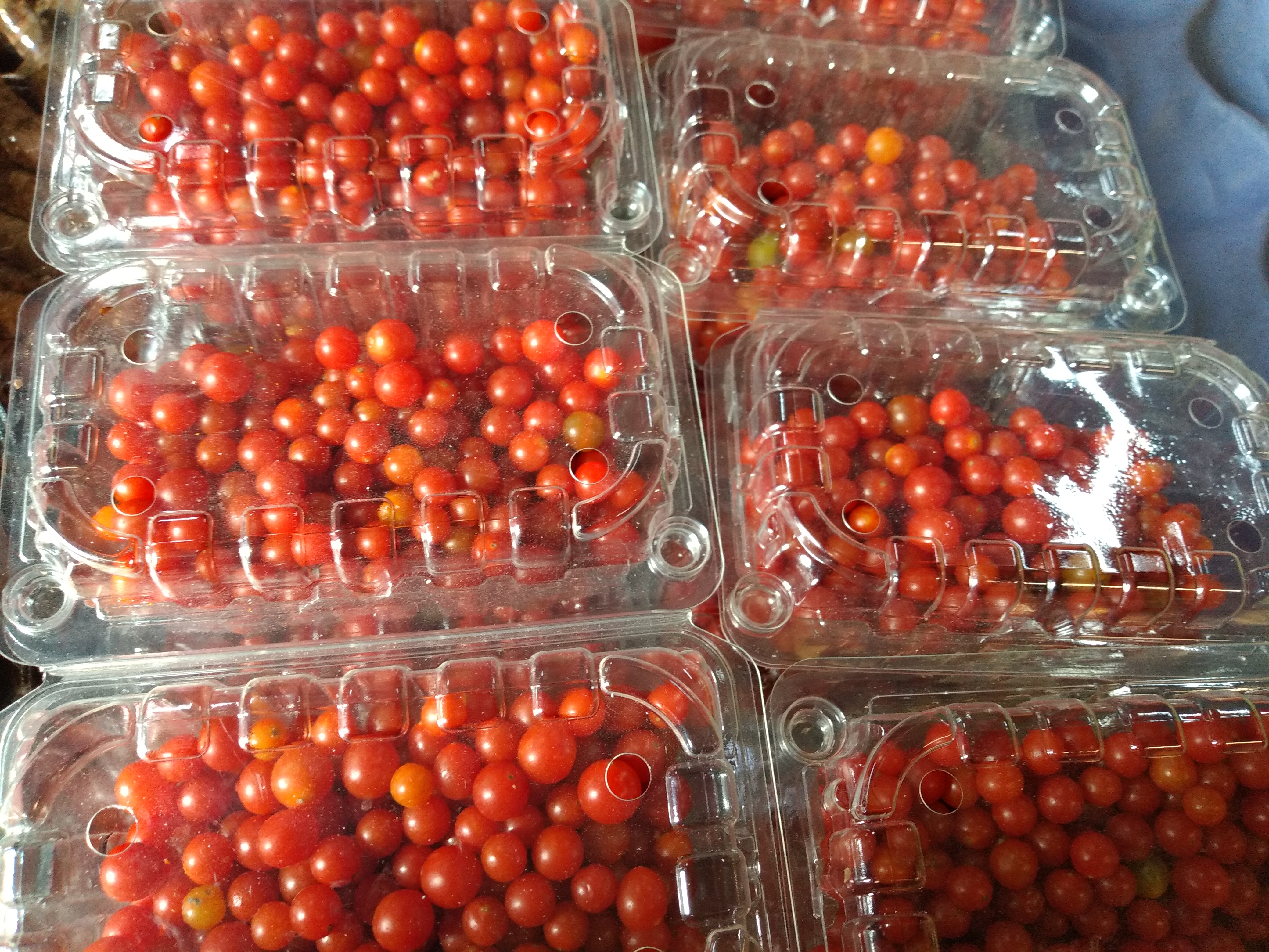 Tomate perla
