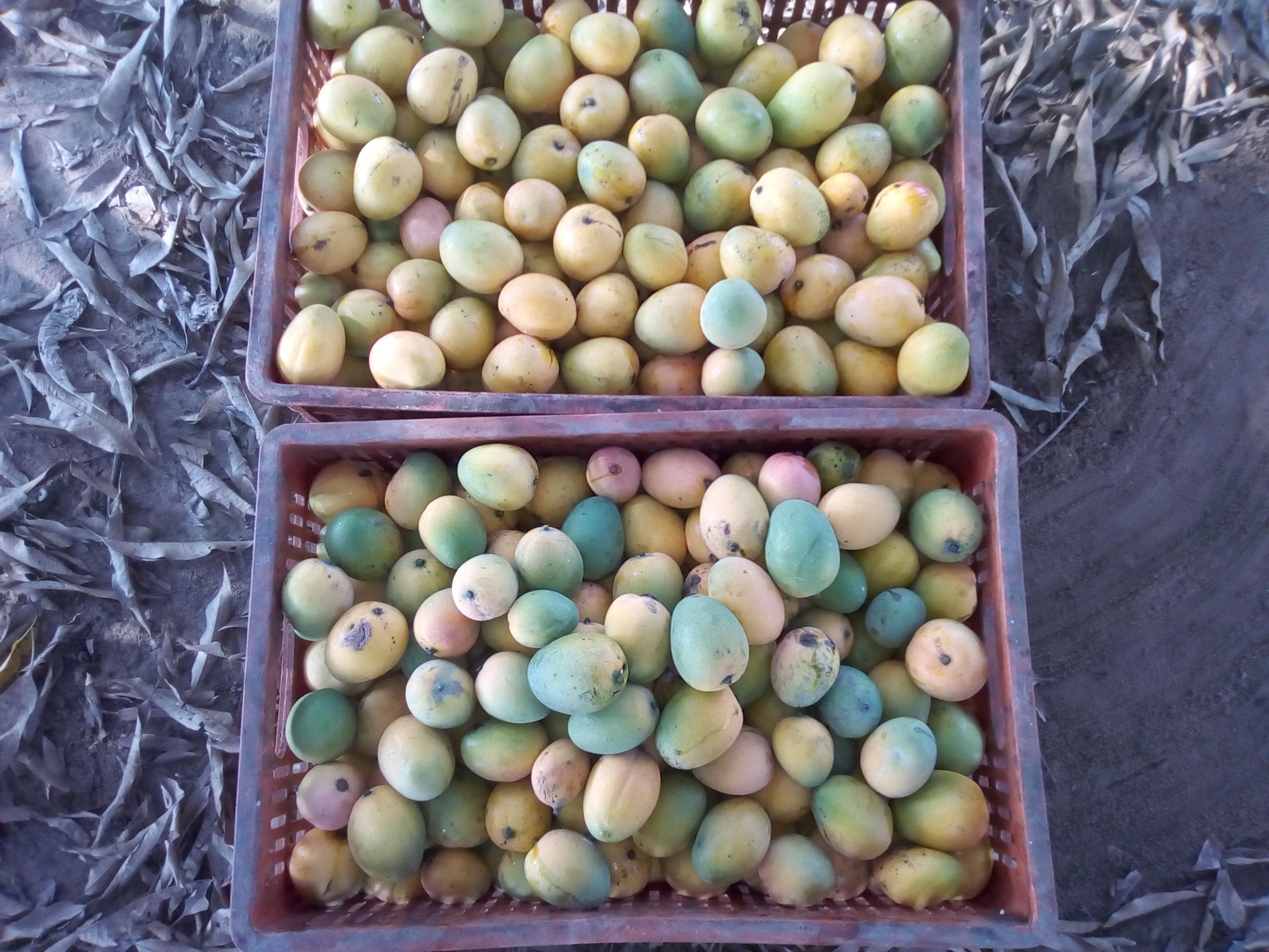 Mango de hilaza x canasta