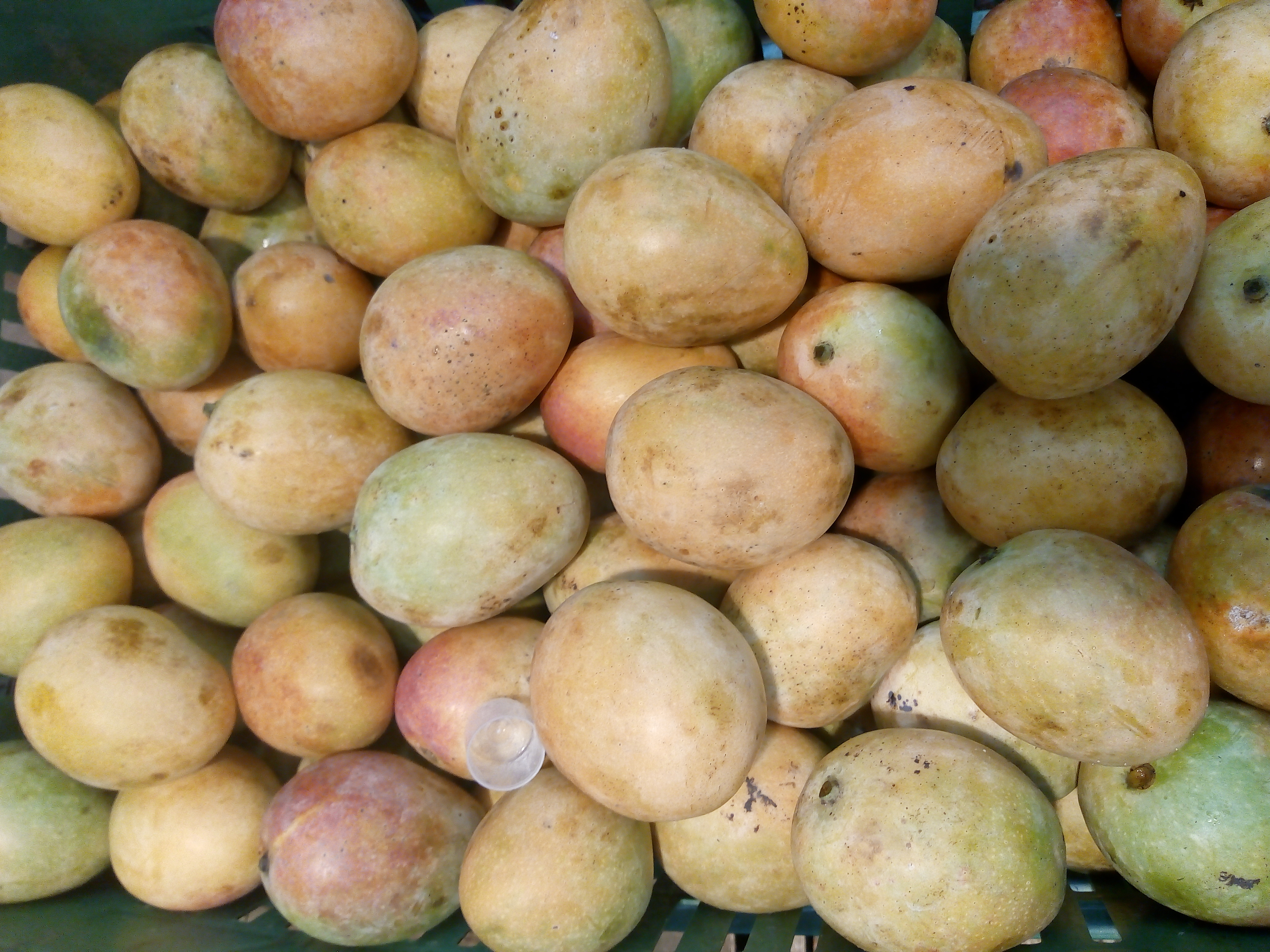 Mango Castilla