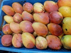 Mango tomy