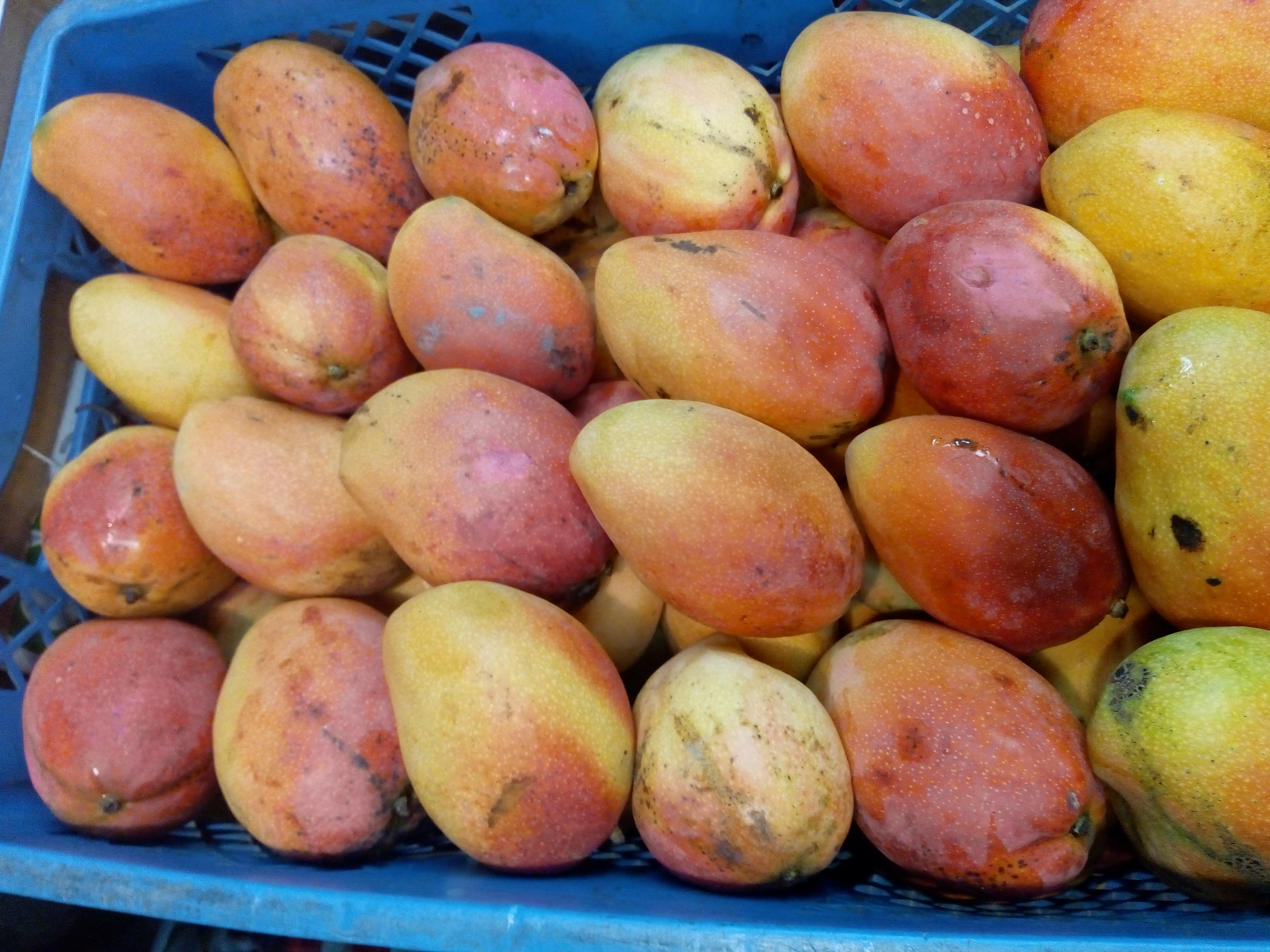 Mango tomy