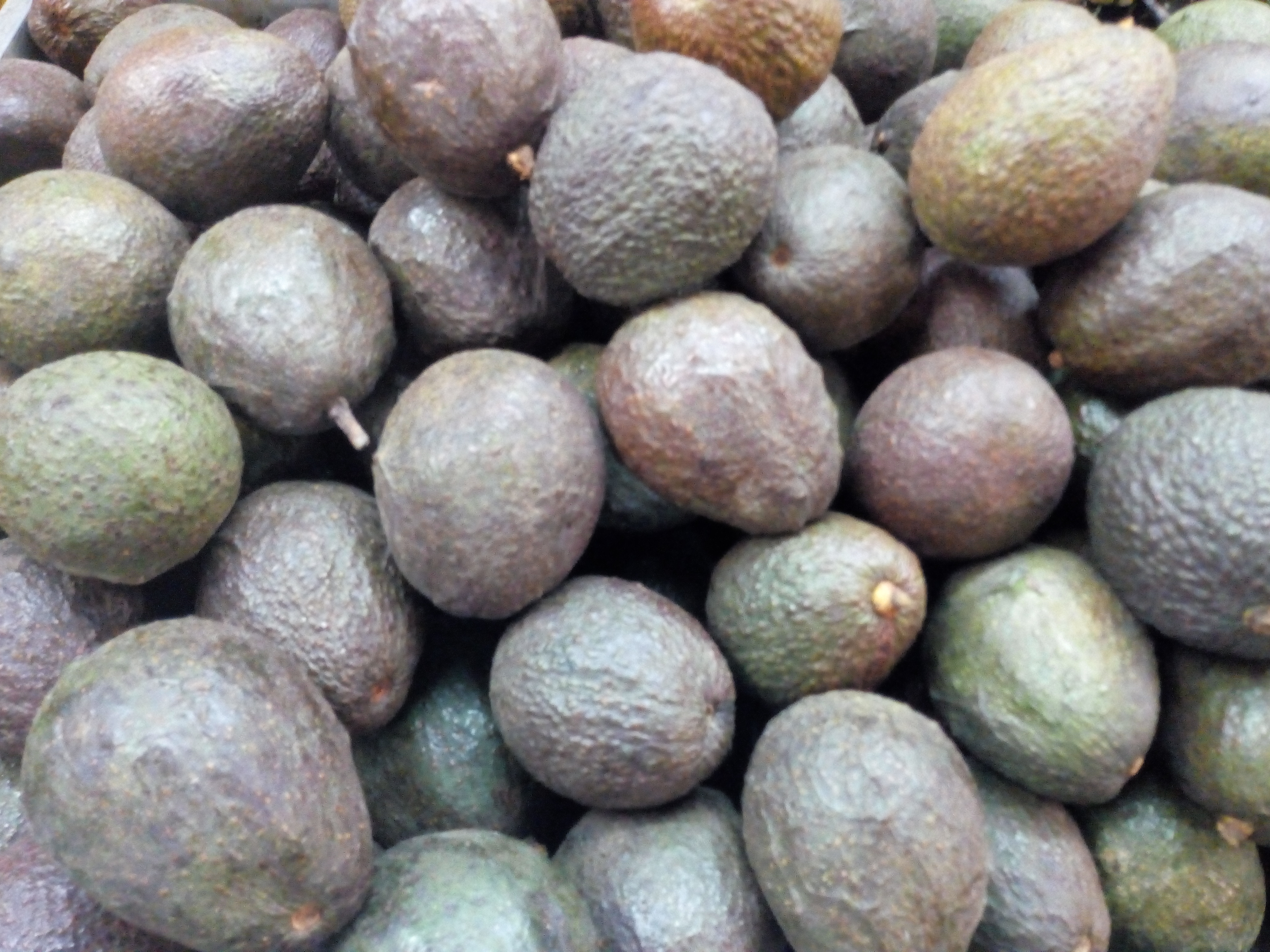 Aguacate haz grande