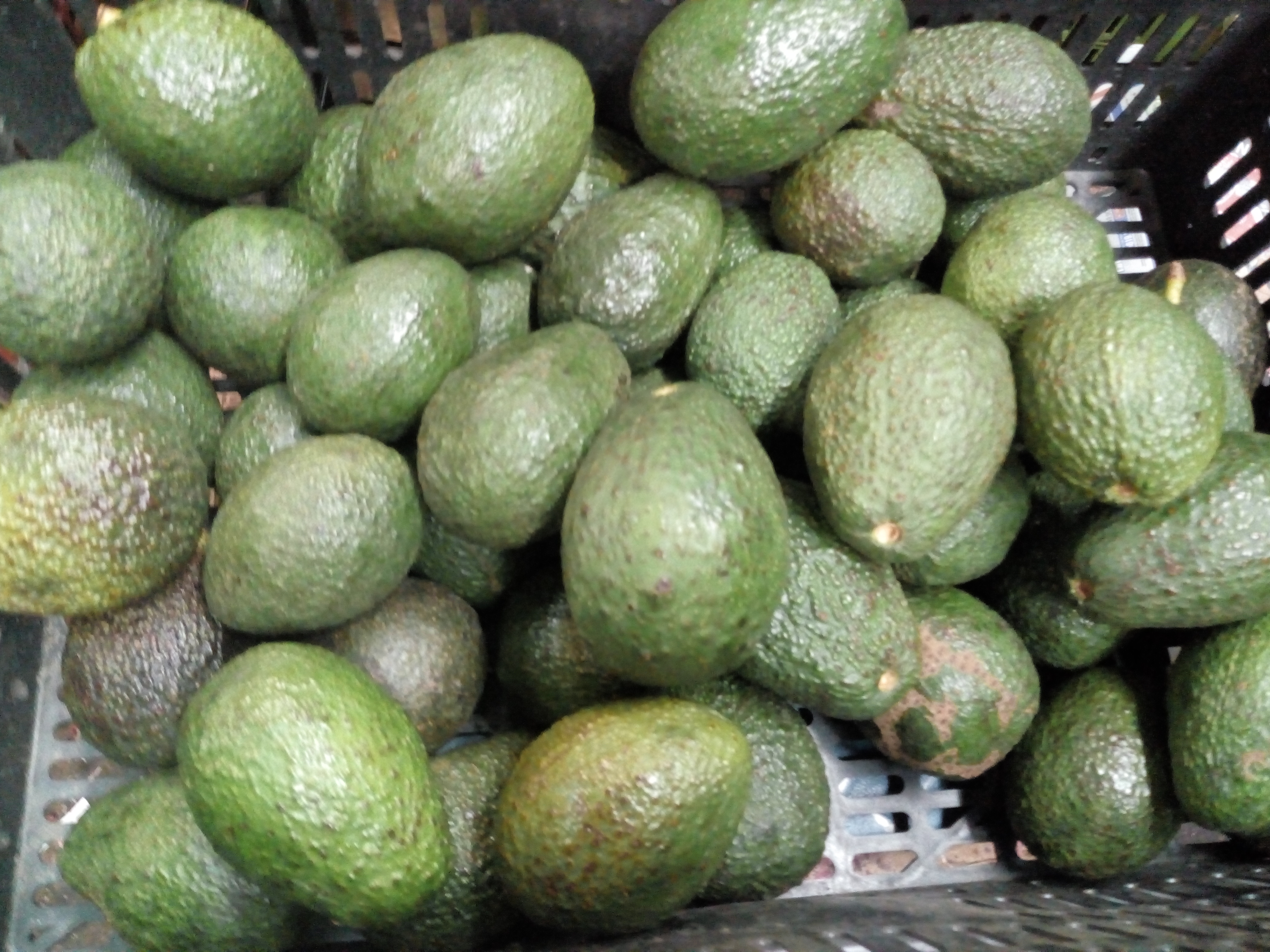 Aguacate haz pequeño