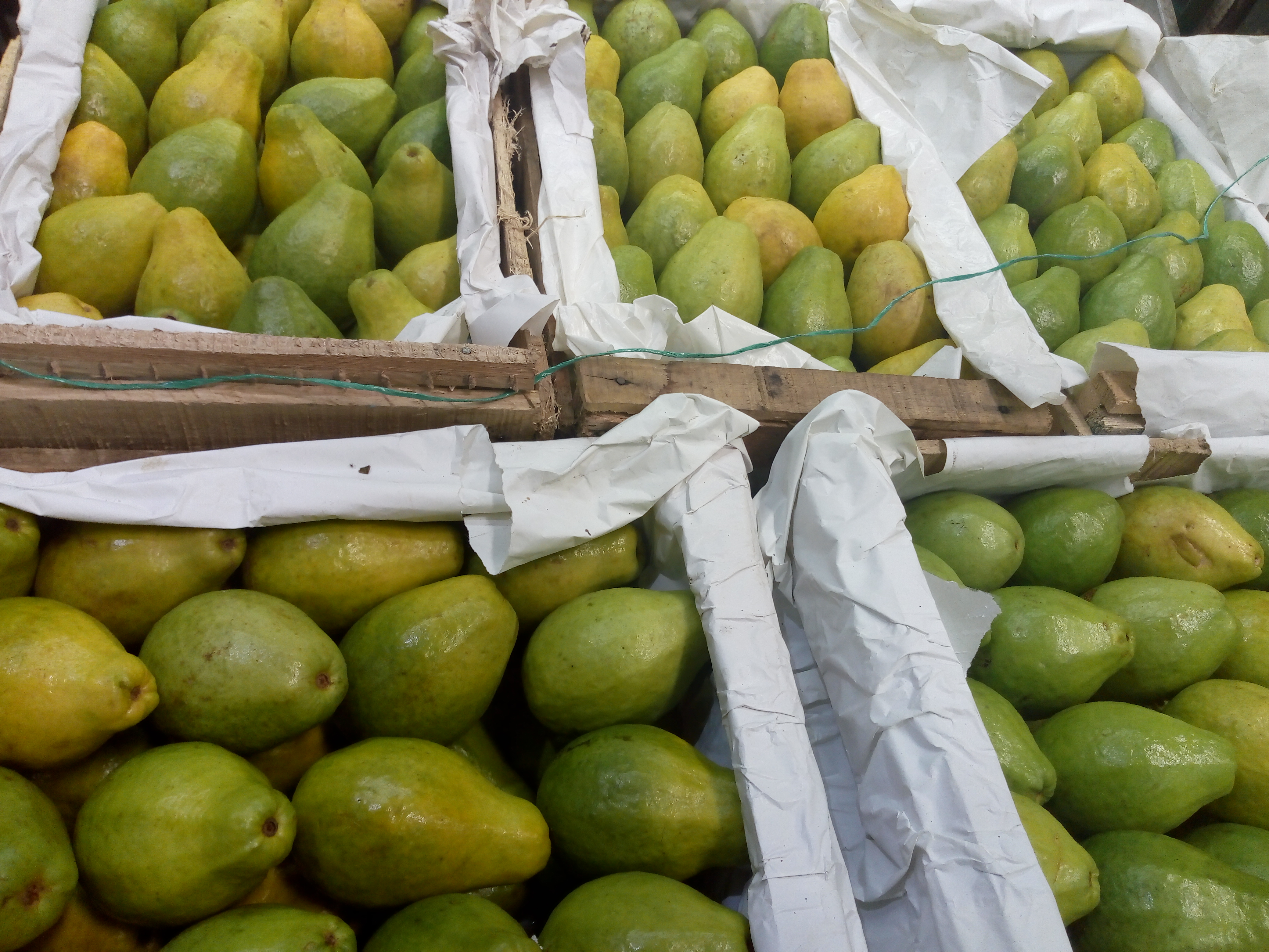 Guayaba pera gruesa