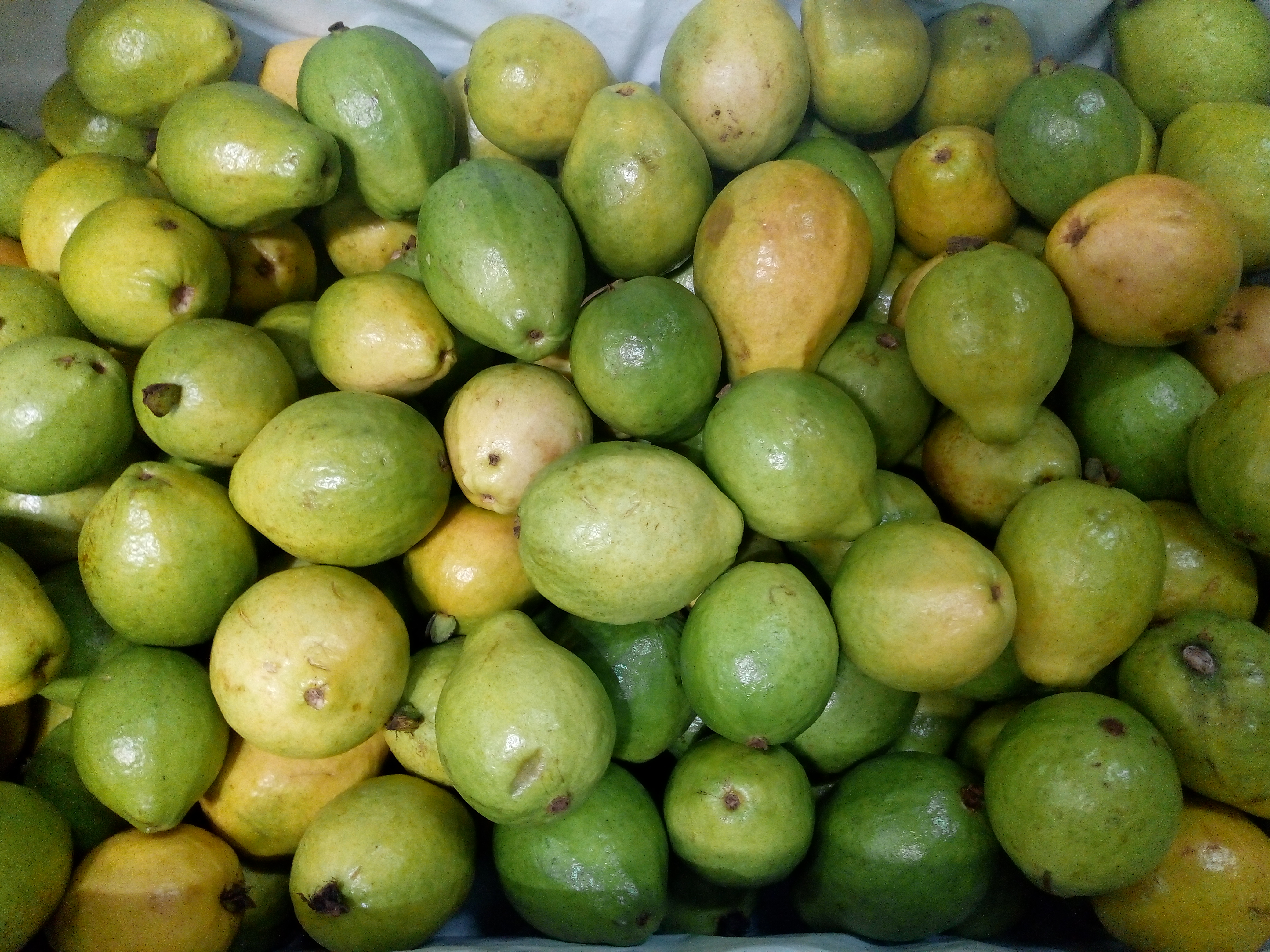 Guayaba pera gruesa
