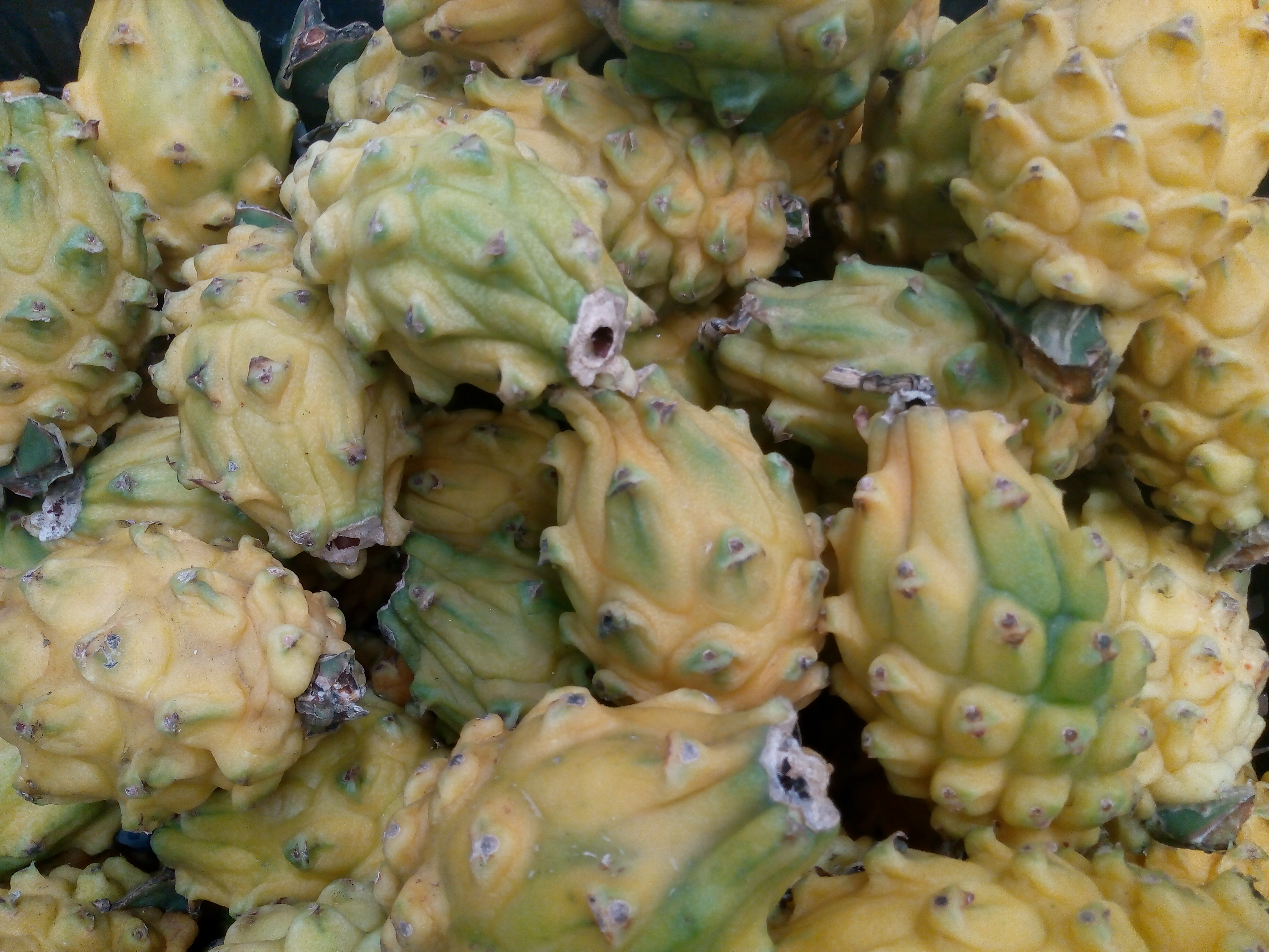 Pitaya primera
