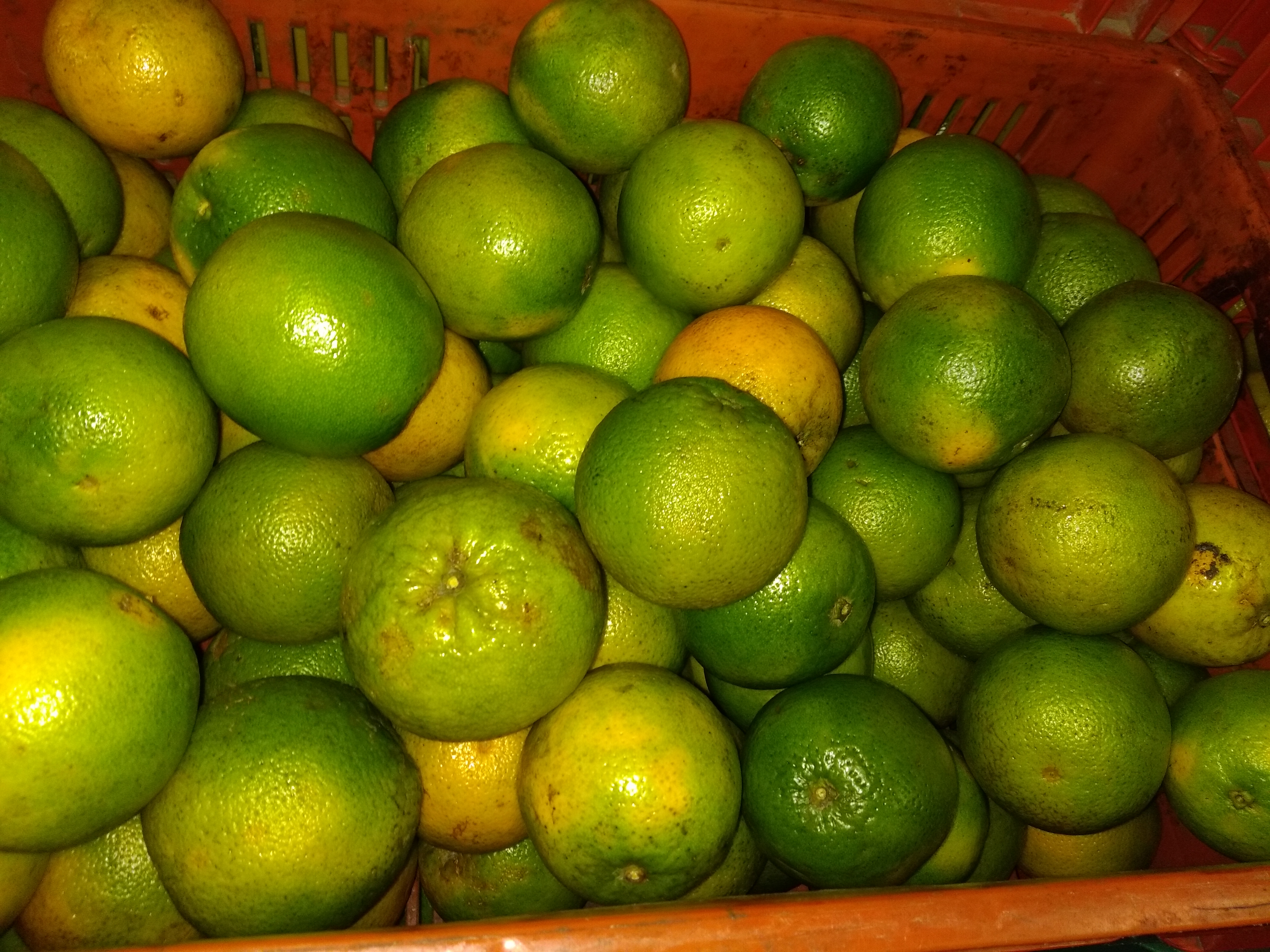 Naranja Valencia