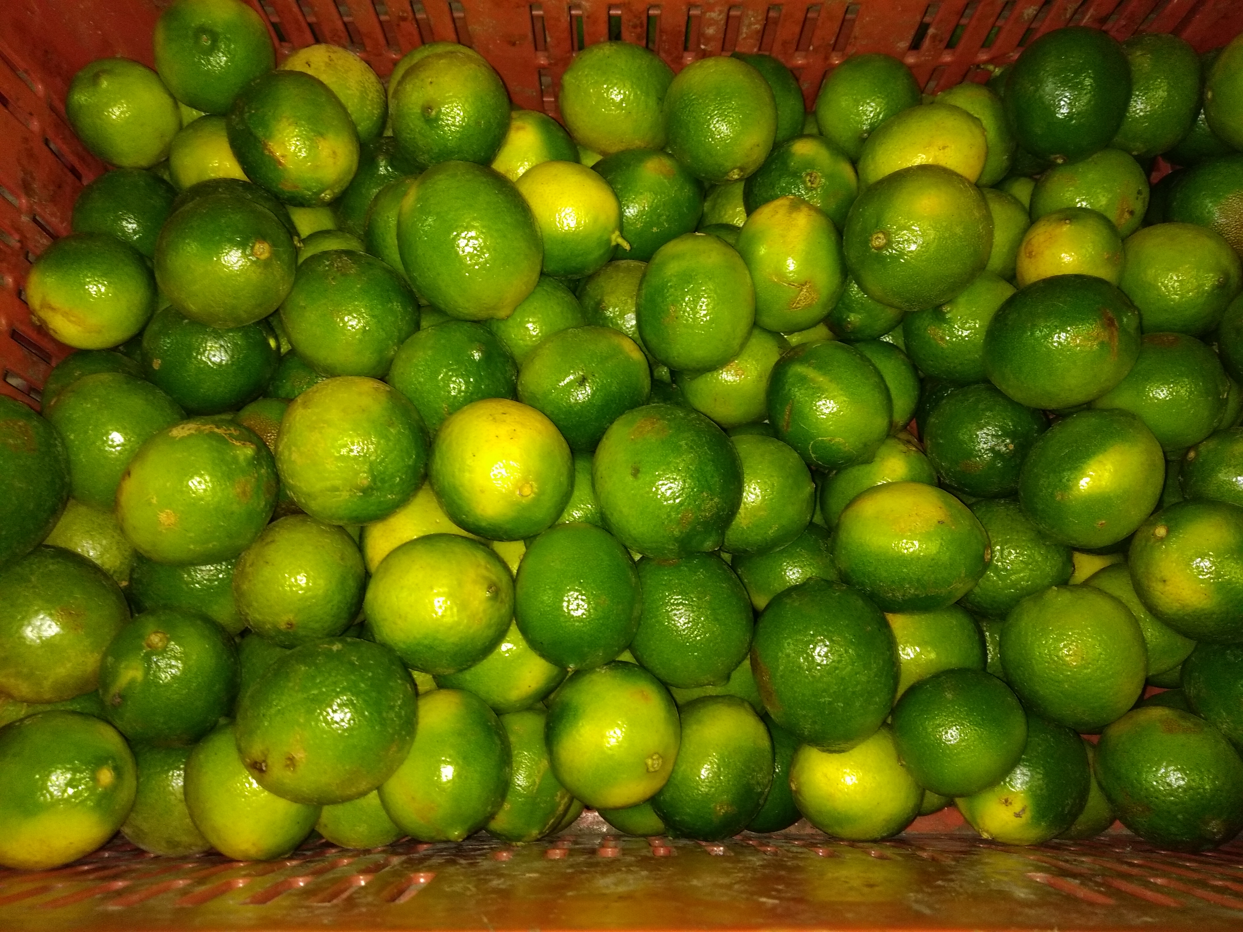 Limón Tahití