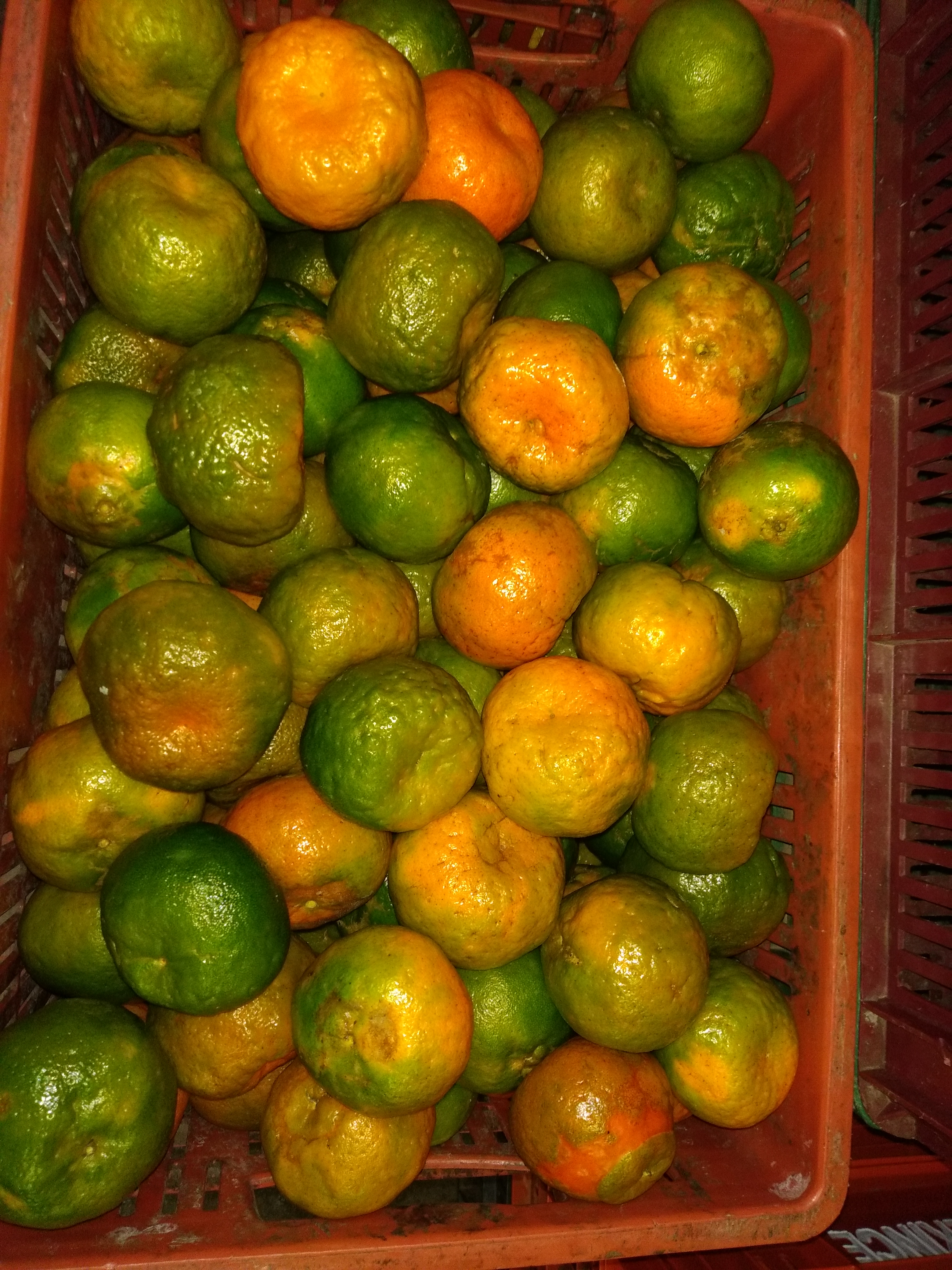 Mandarina