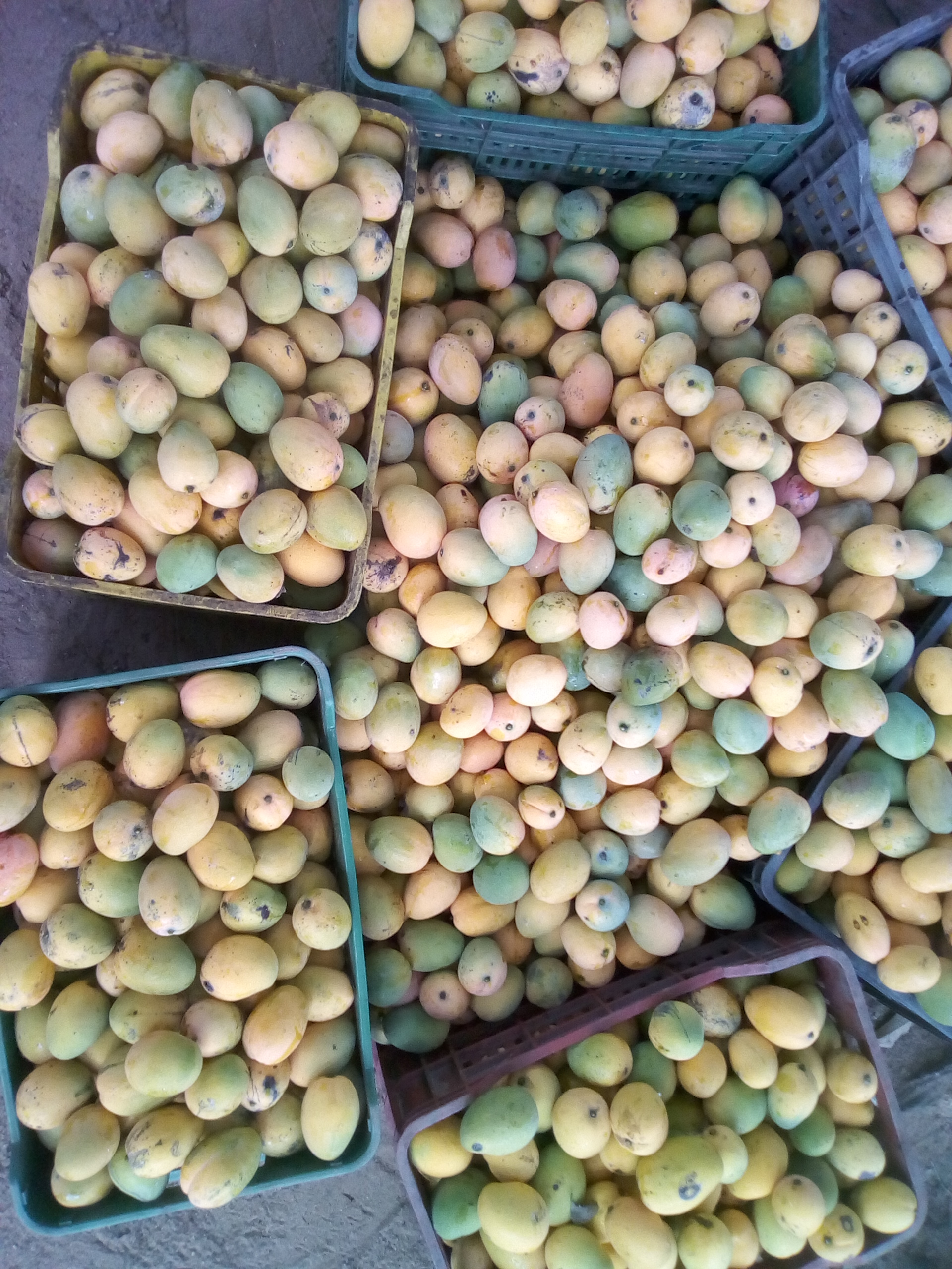 Mango de hilaza x canasta