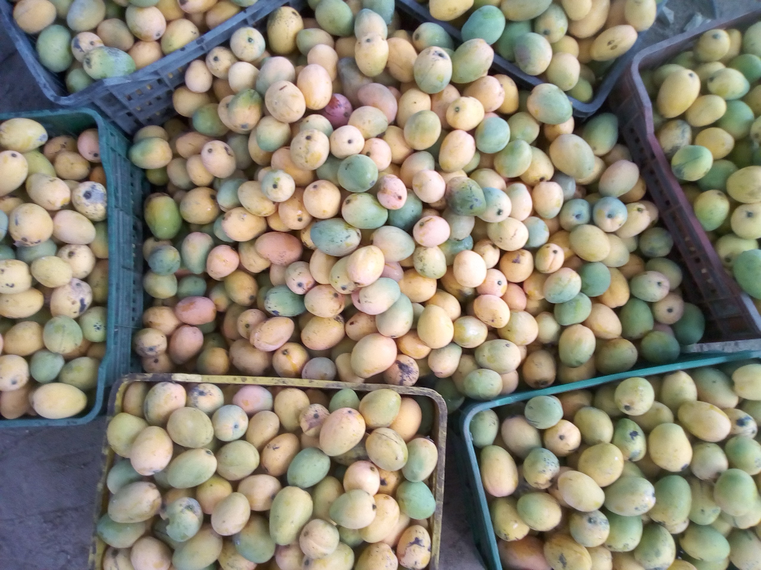 Mango de hilaza x canasta