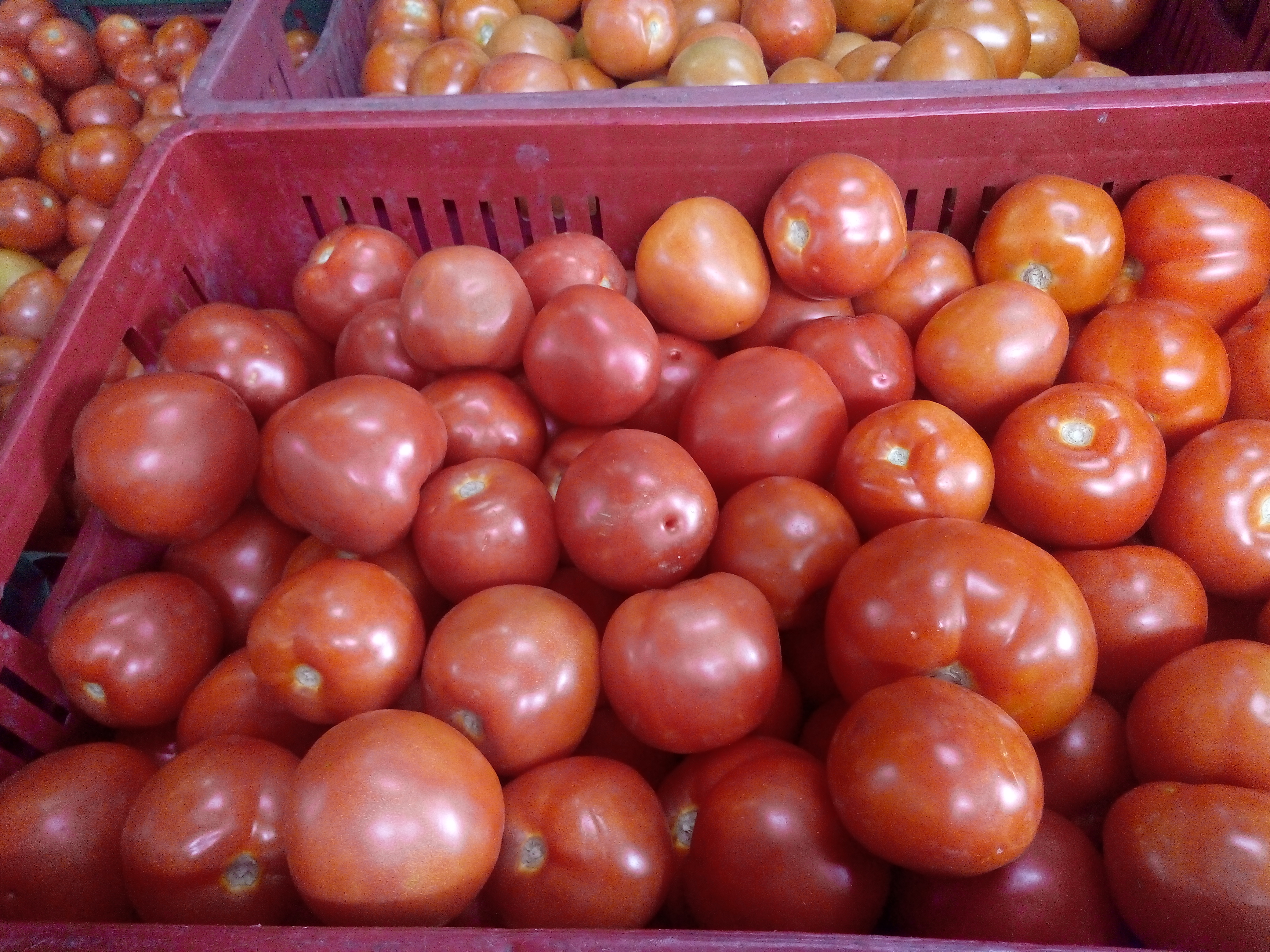 Tomate chonto extra