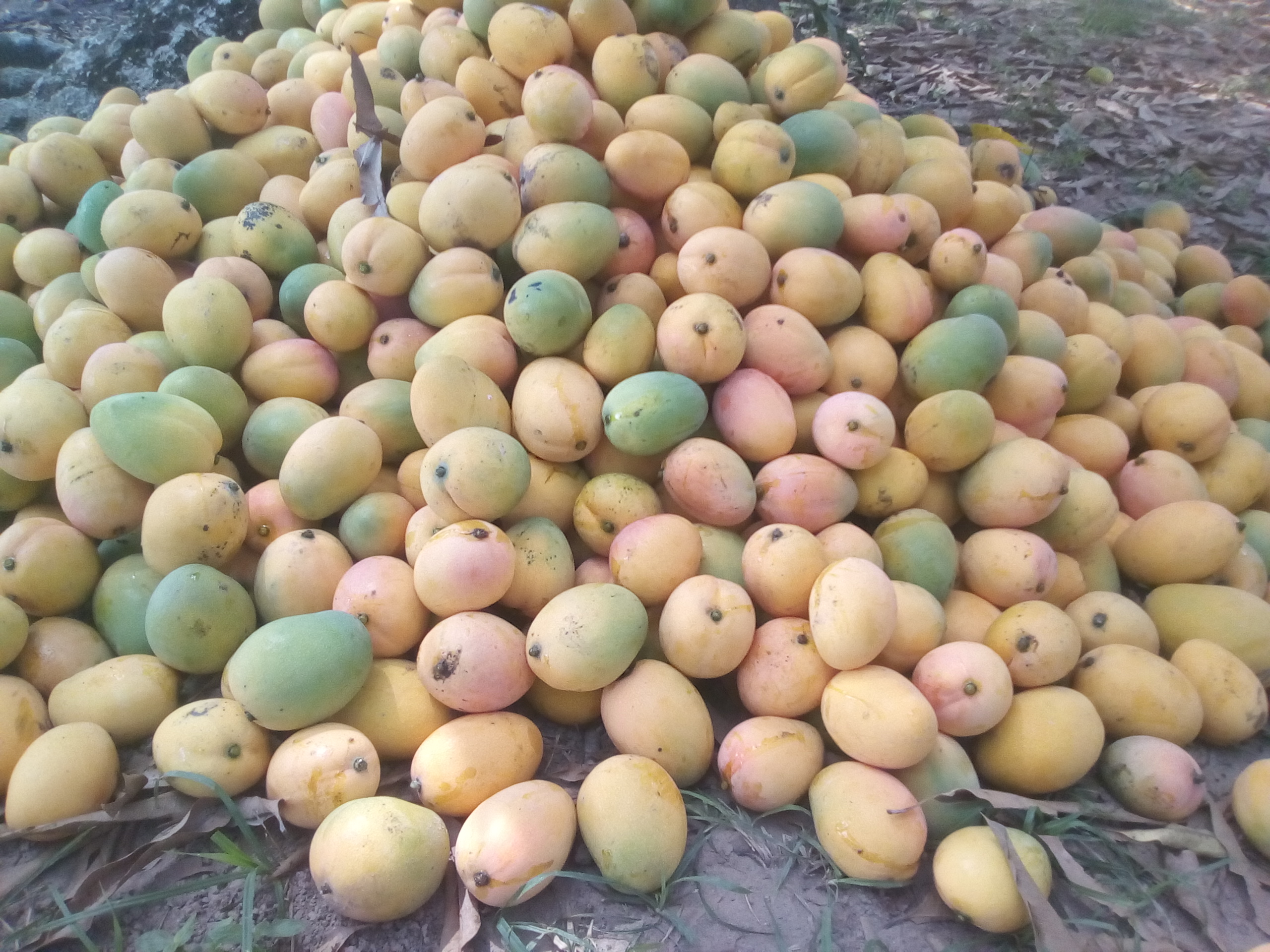 Mango de hilaza