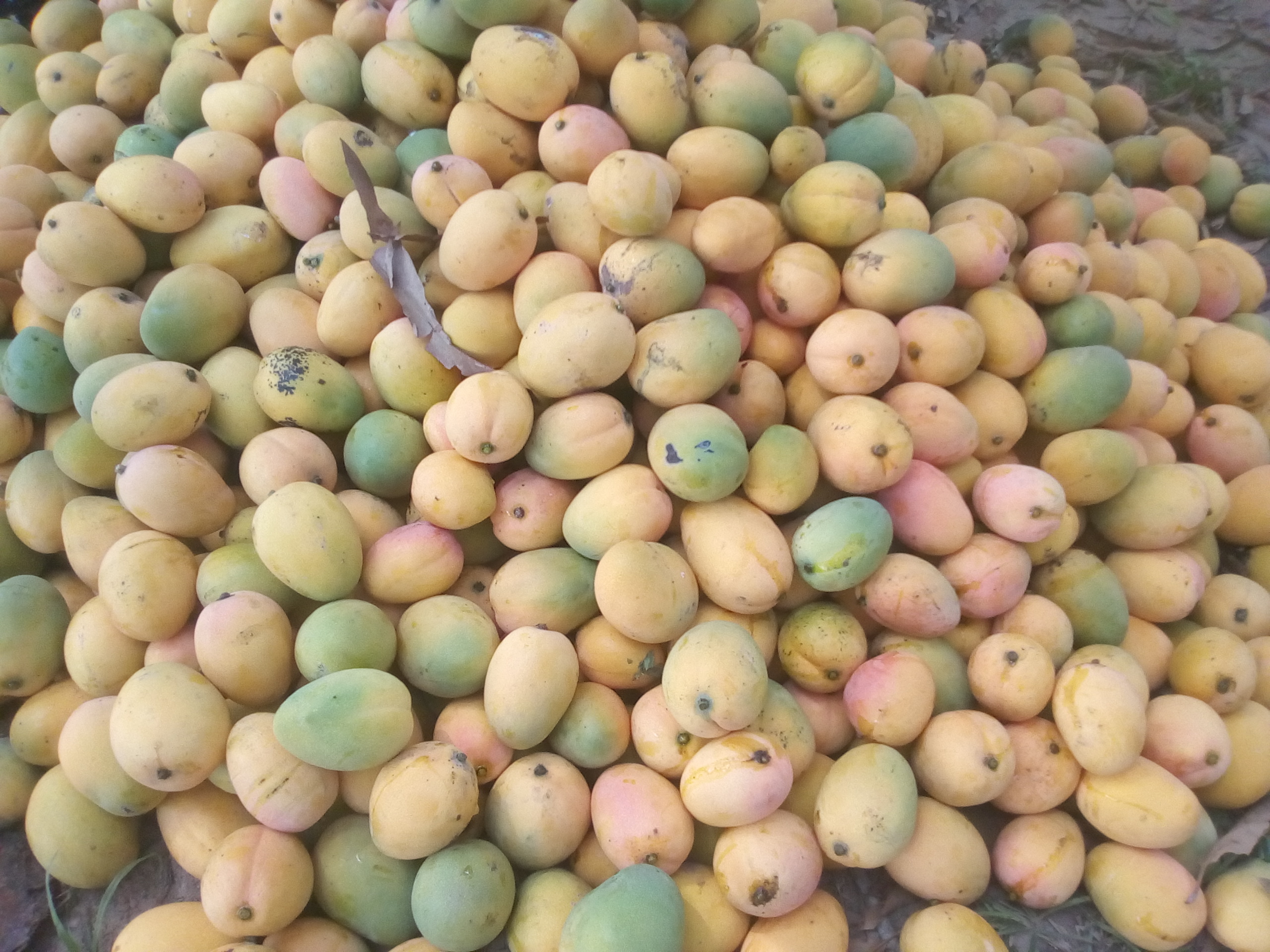 Mango de hilaza