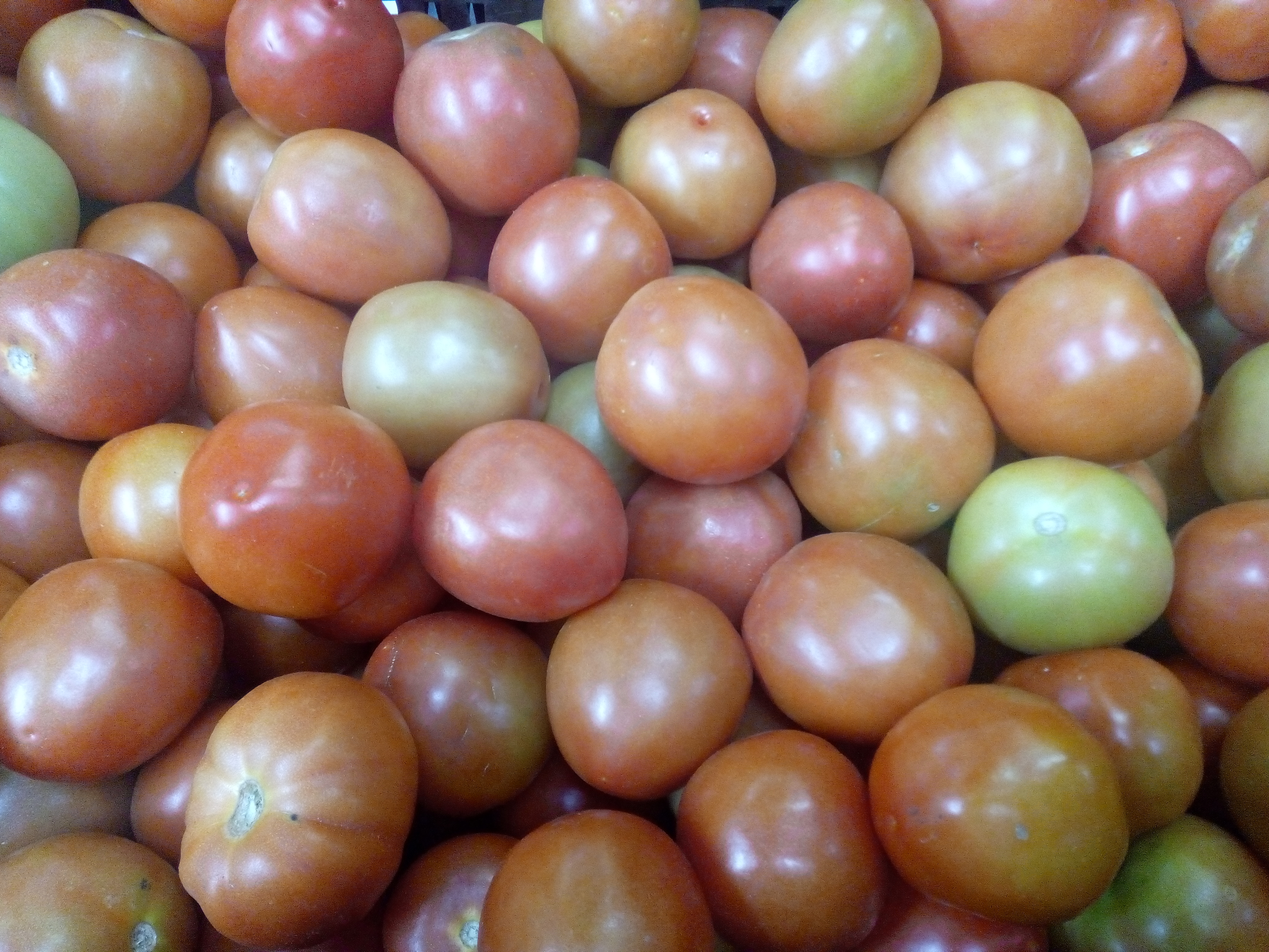Tomate en 1era