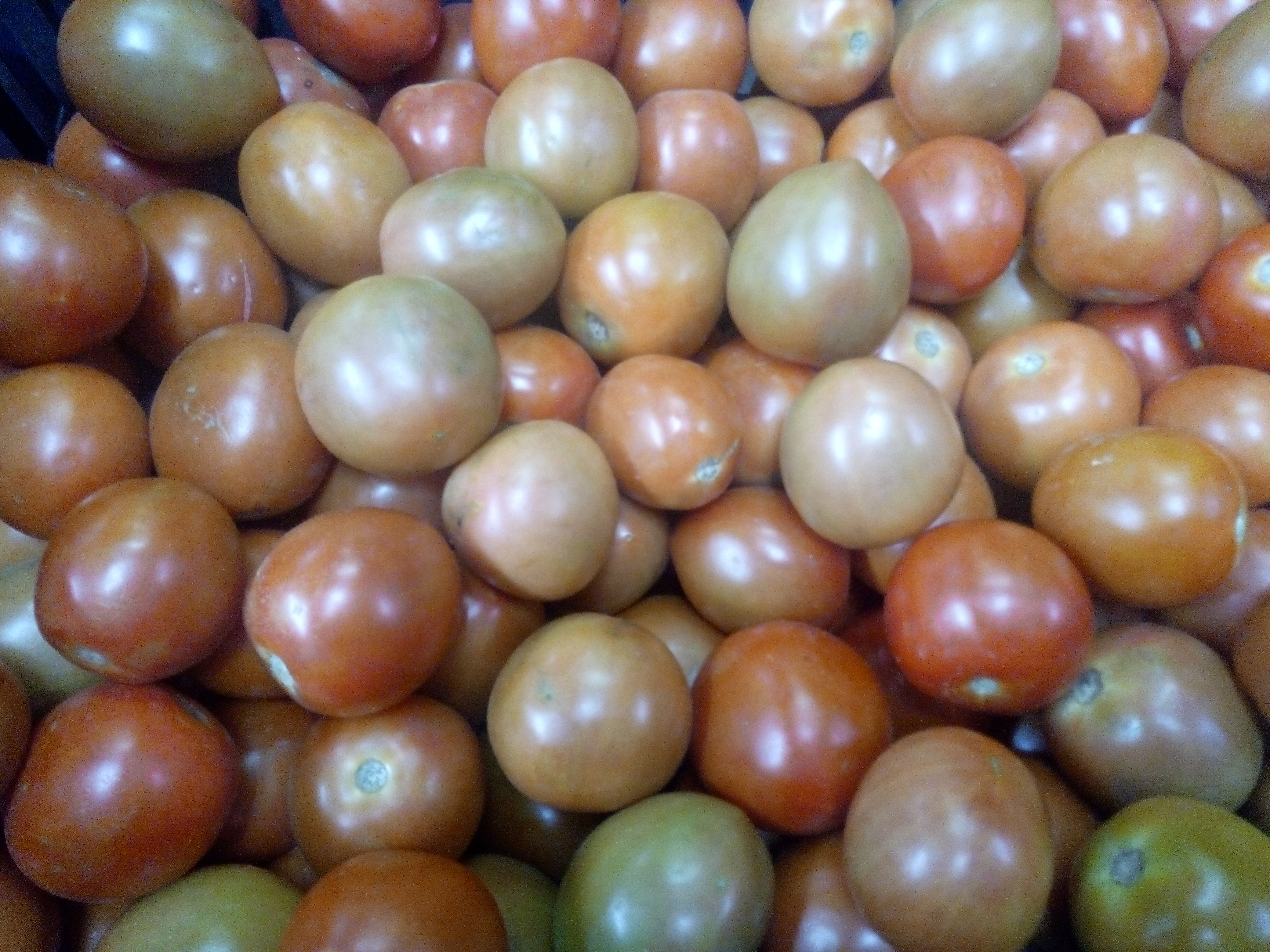 Tomate semi