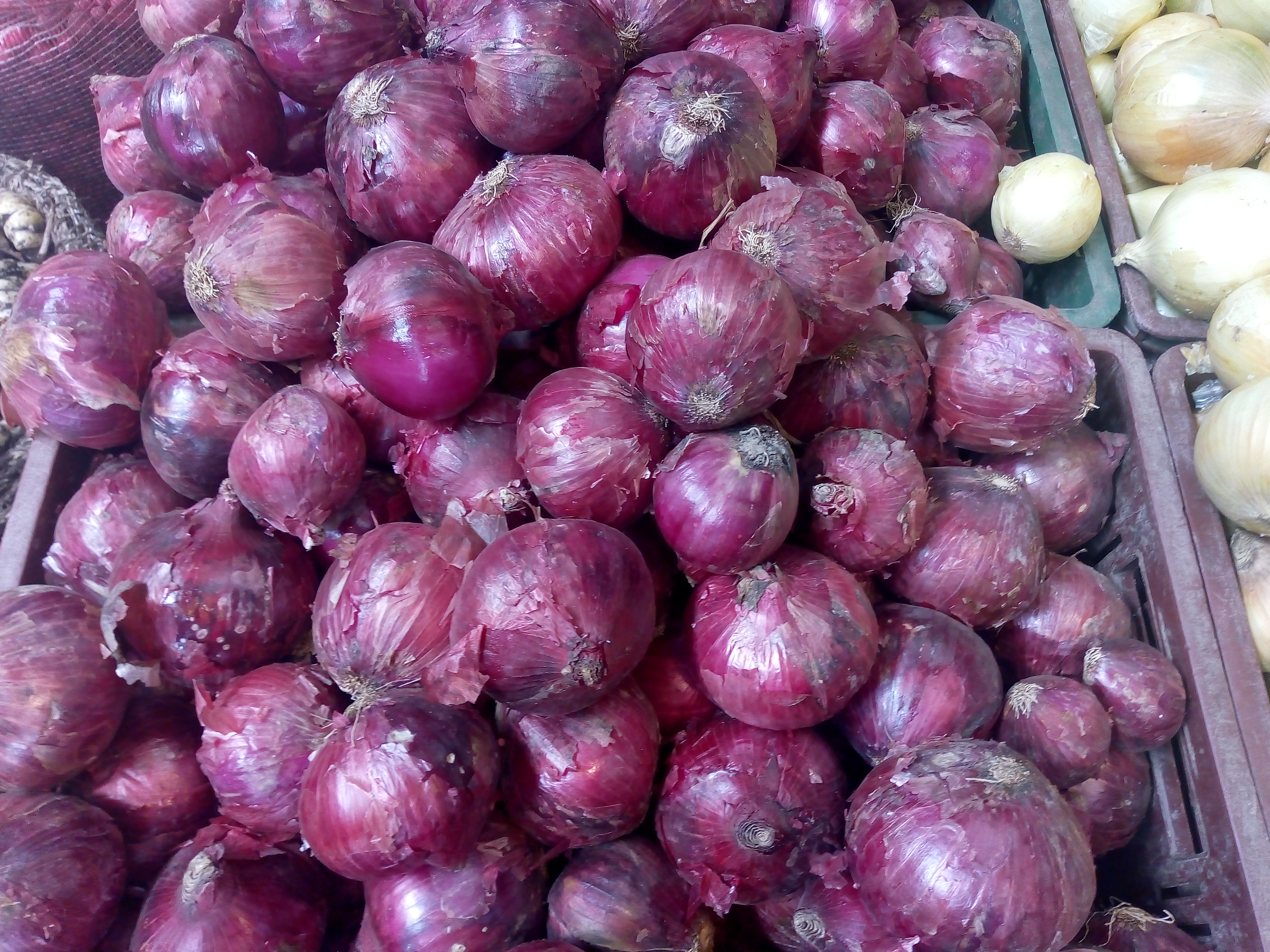 Cebolla morada