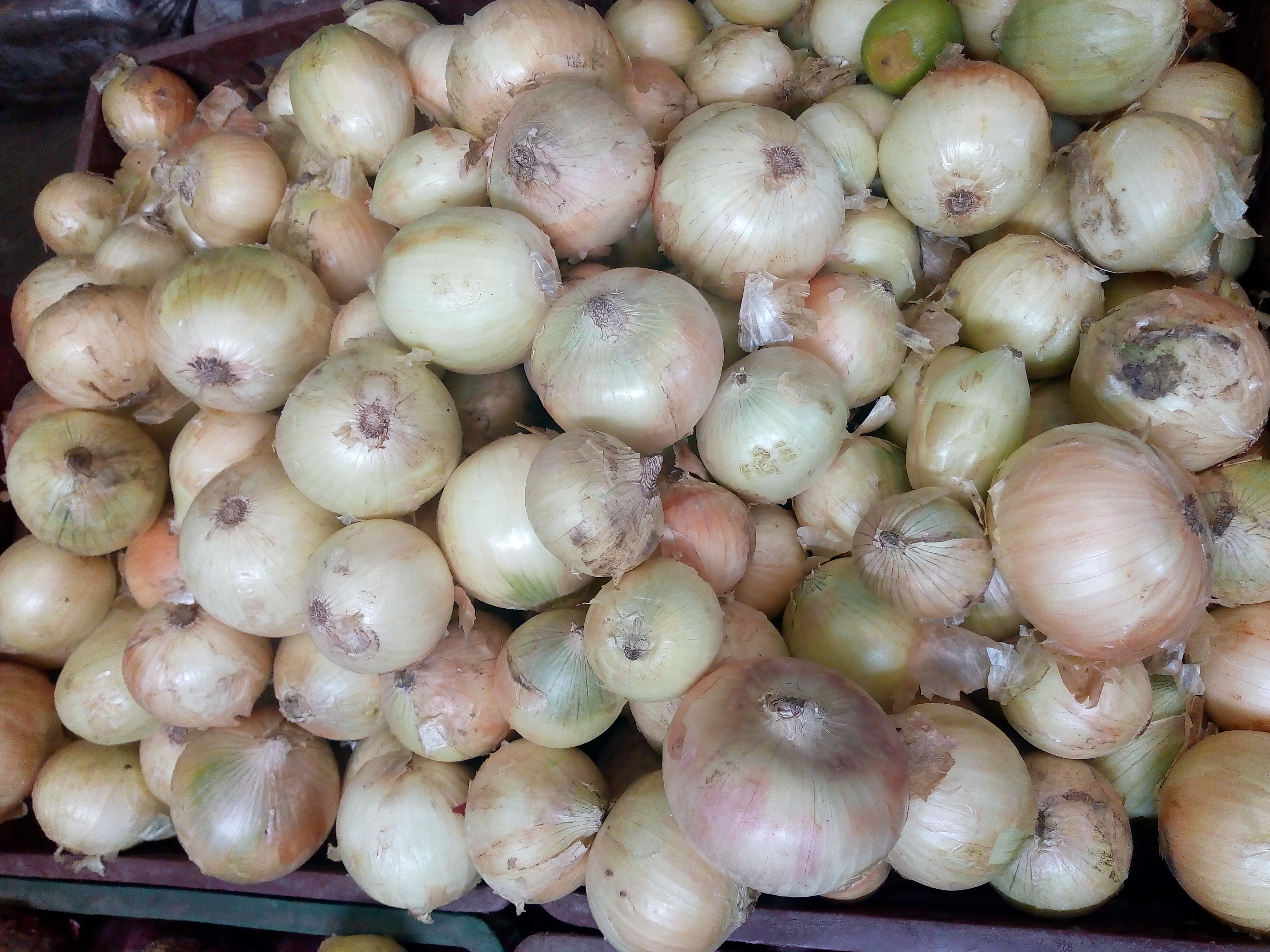 Cebolla cabezona