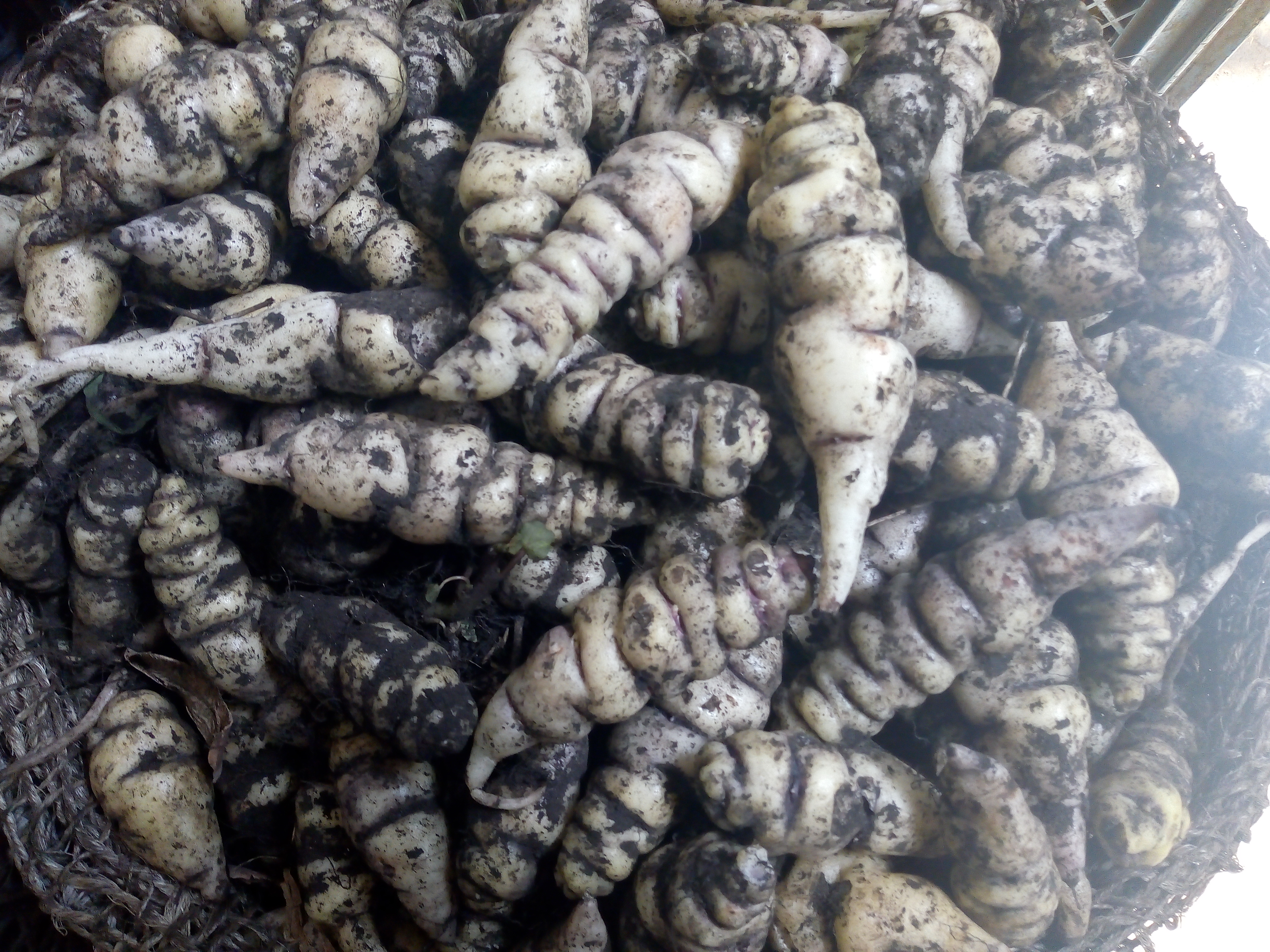 Cubios