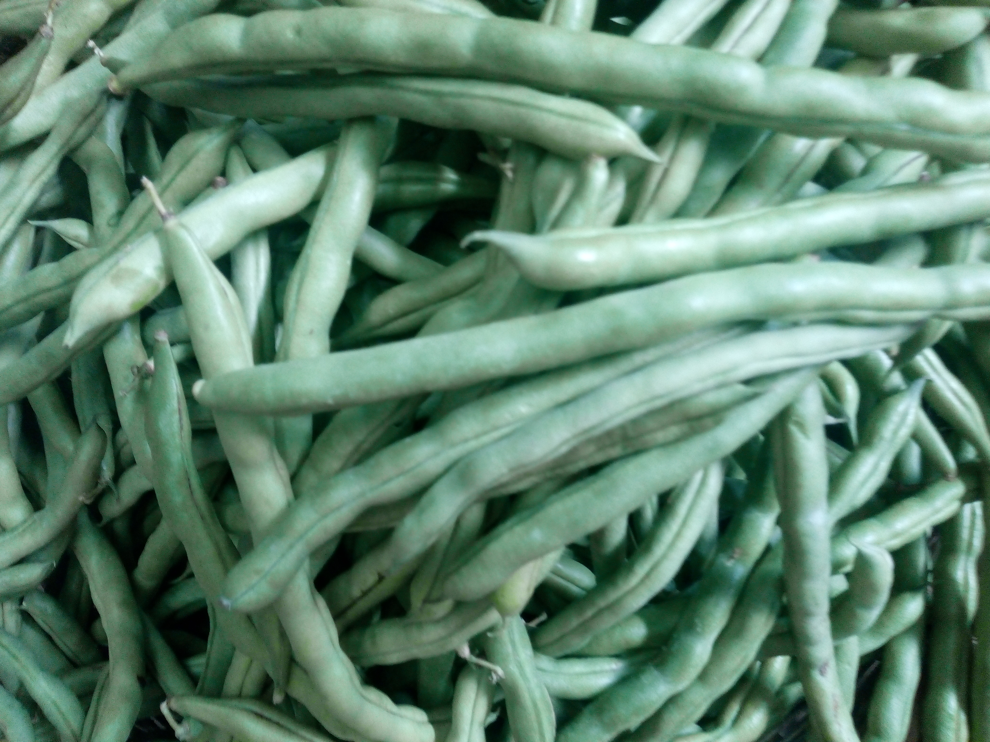Habichuelas