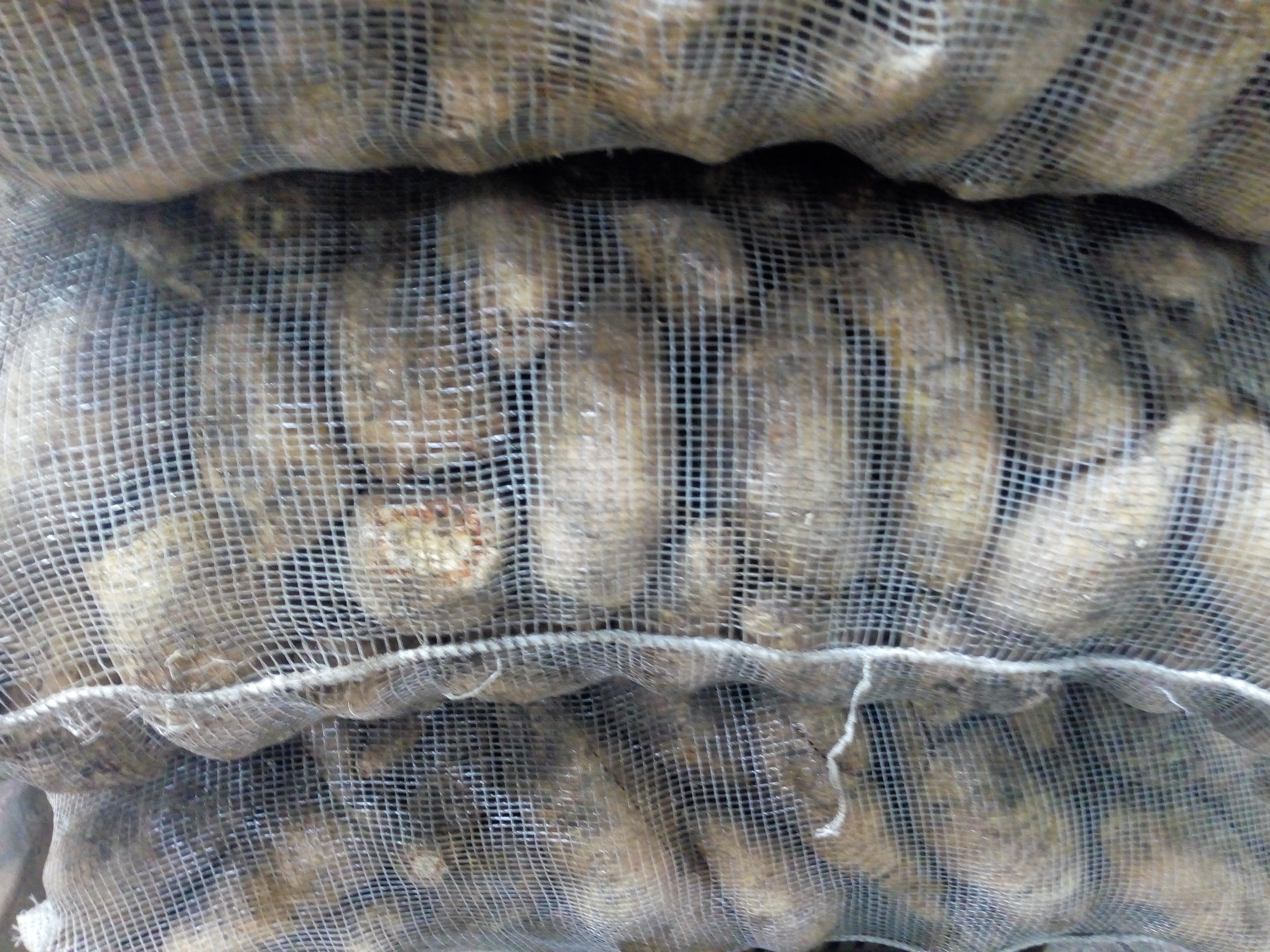 Arracacha cajamarca
