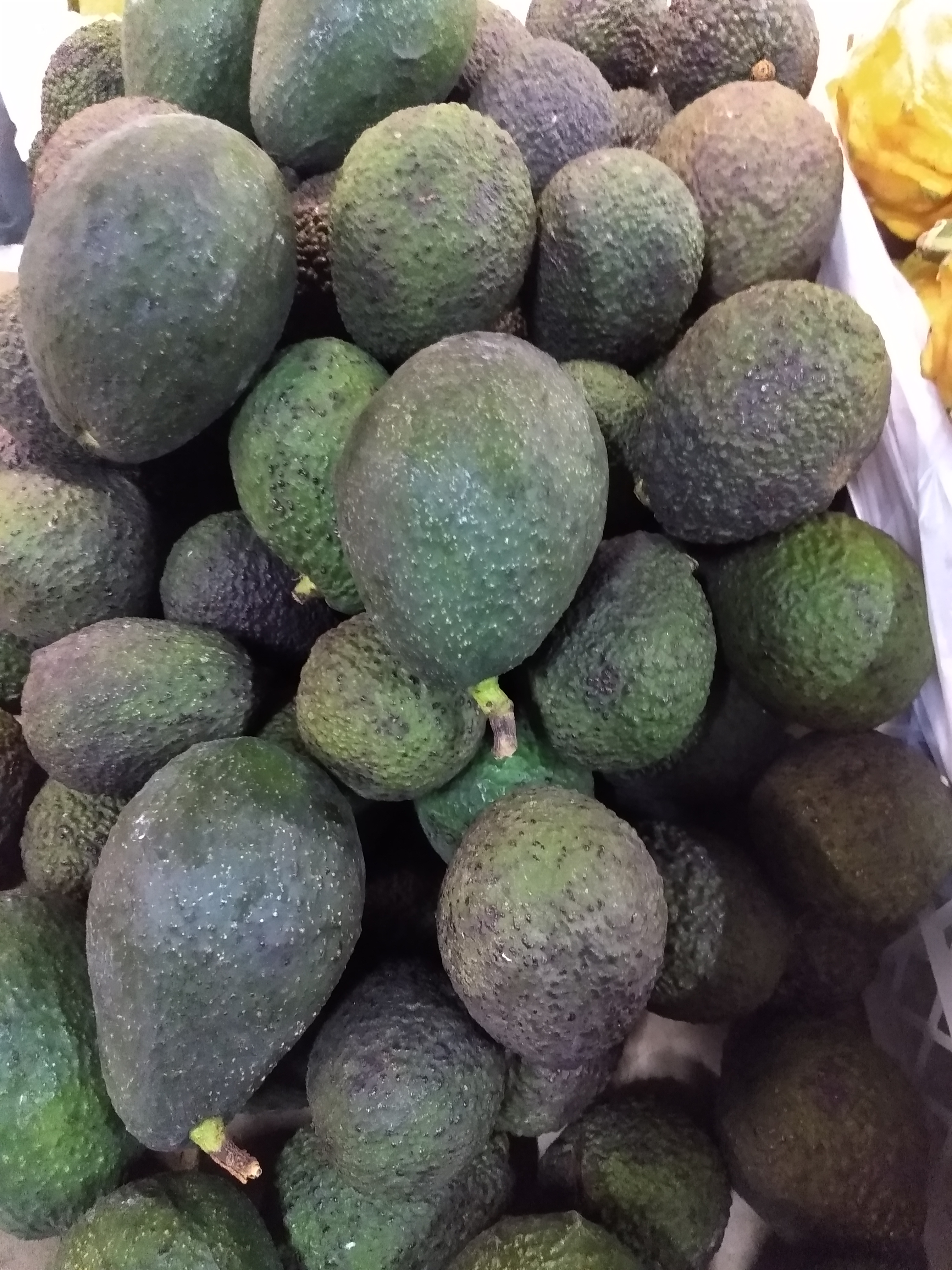 Aguacate Hass