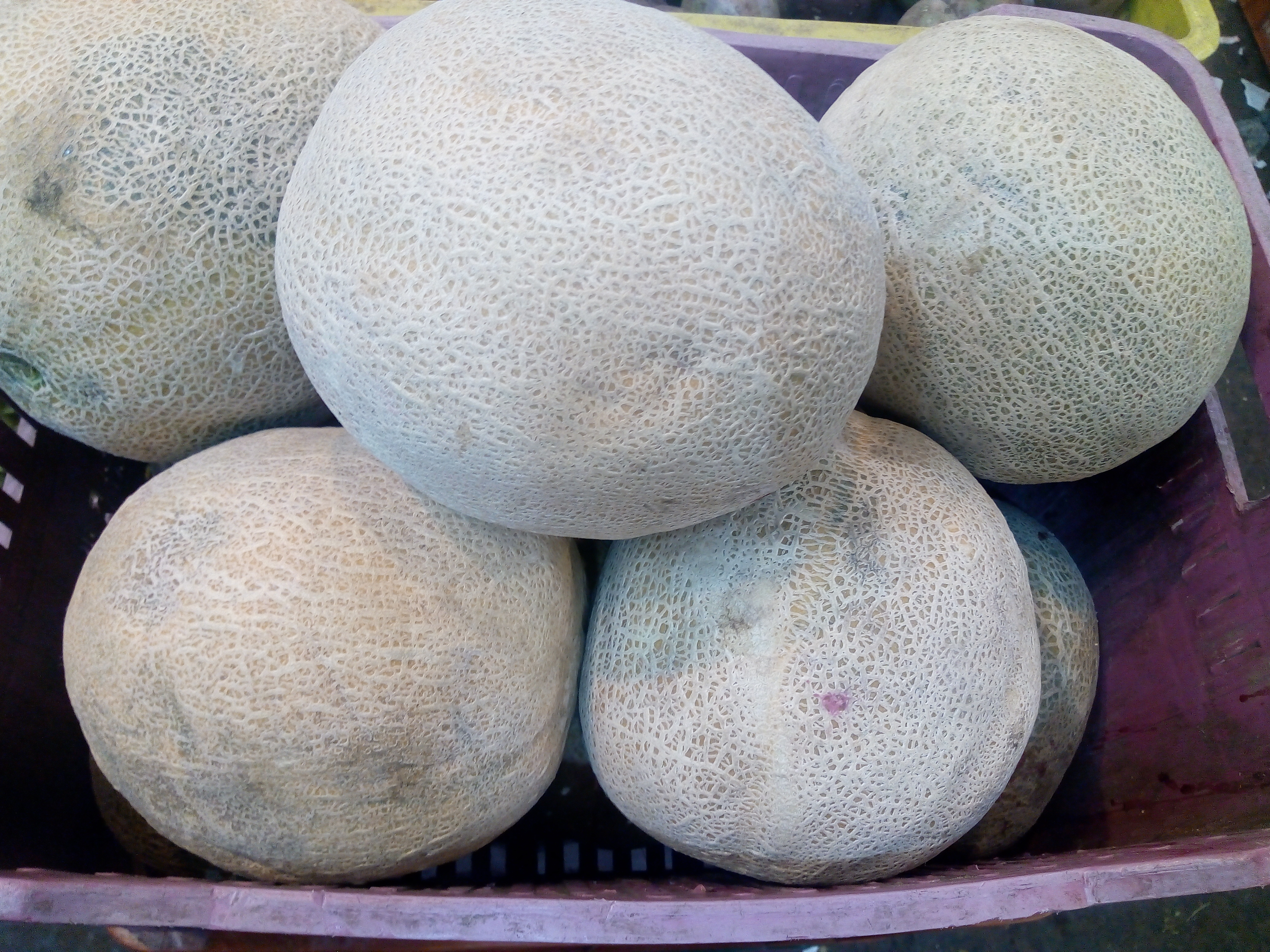 Melón