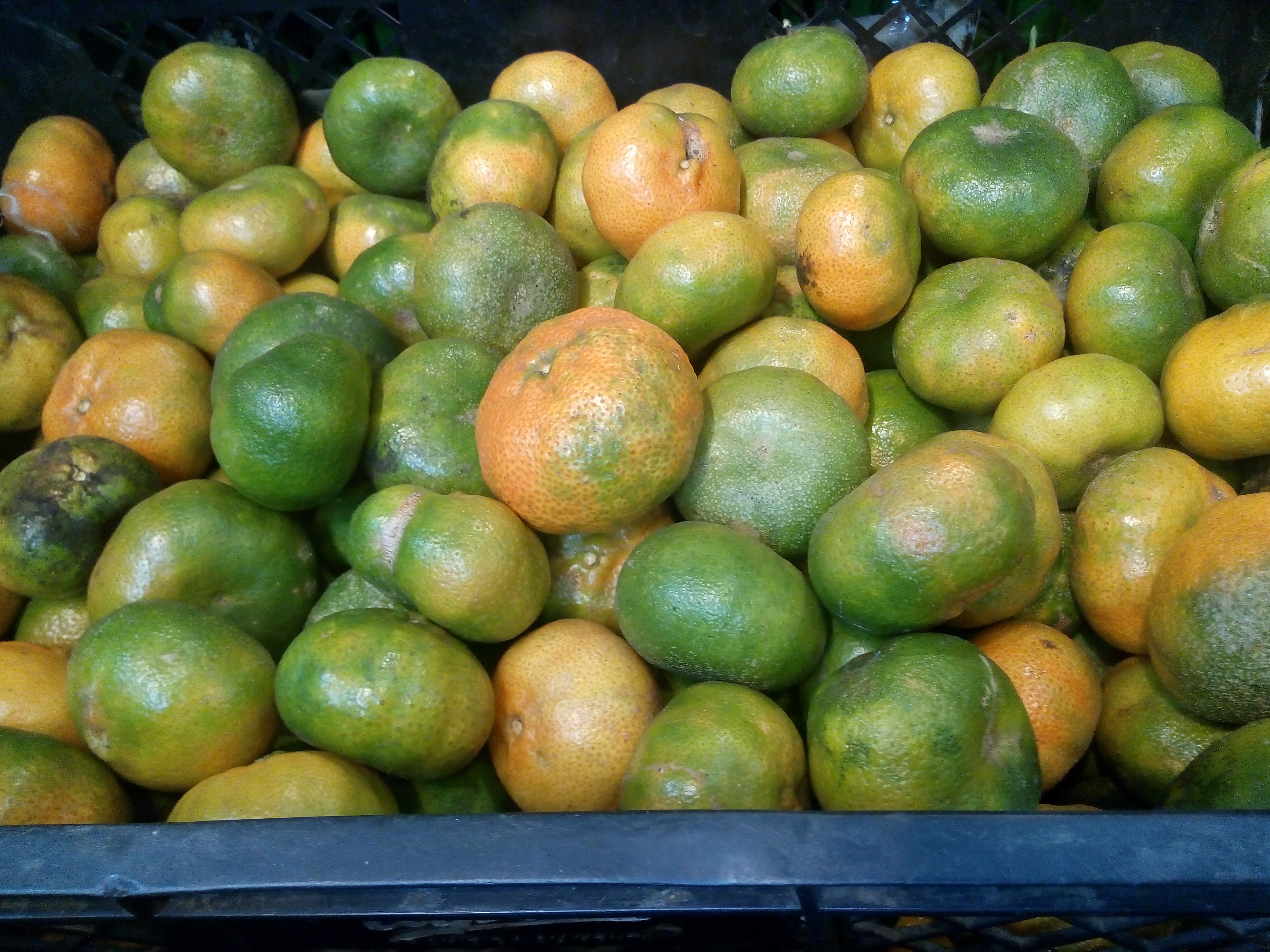 Mandarina