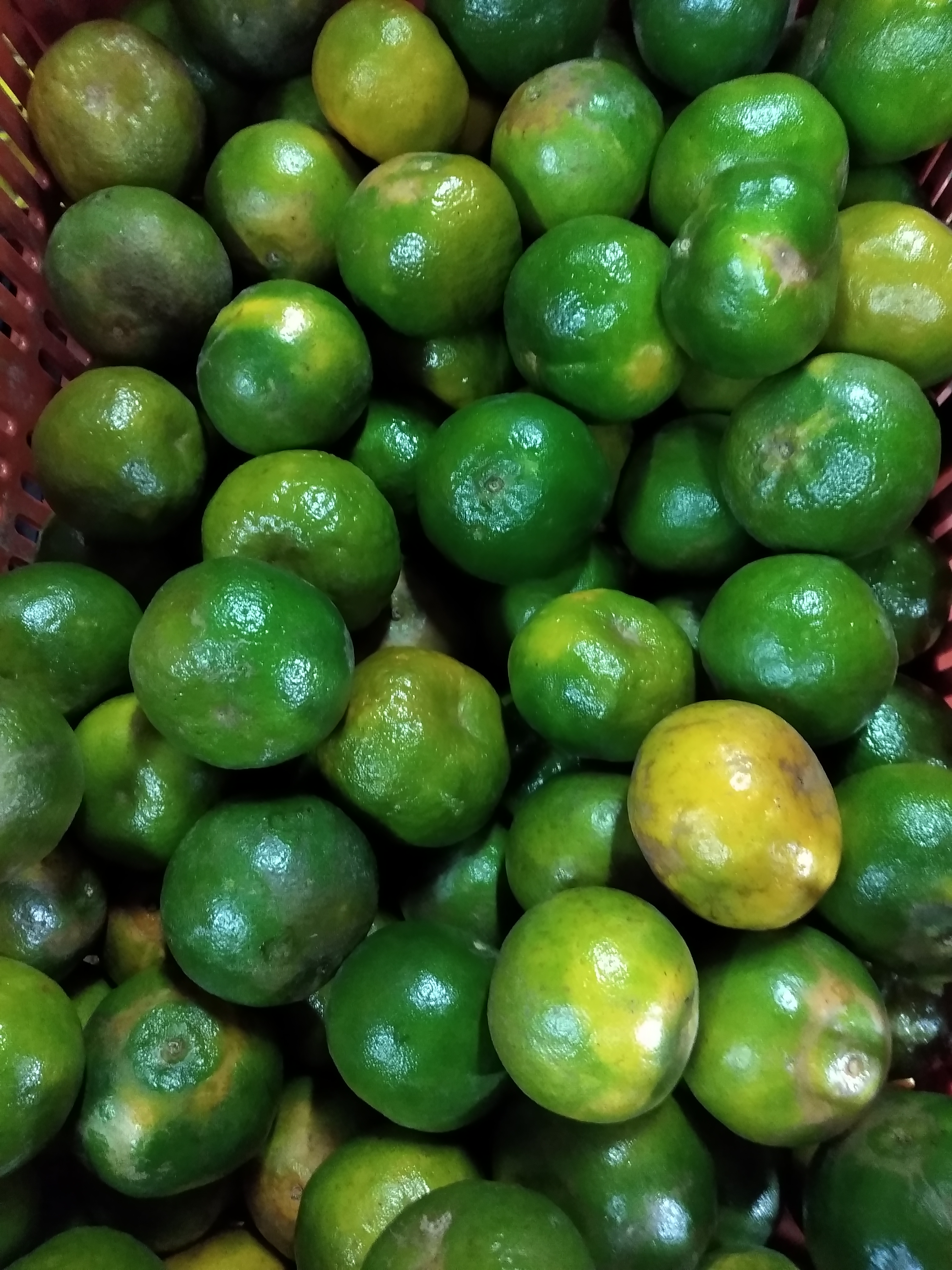 Mandarina segunda