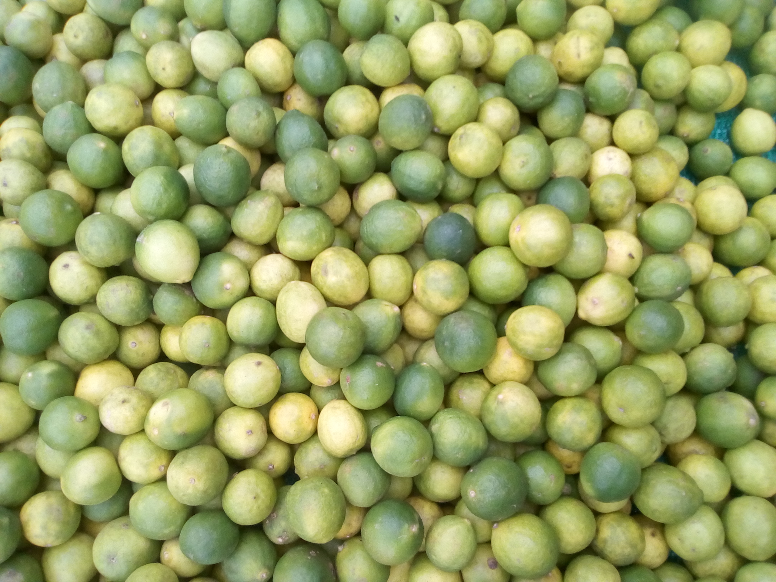 Limón