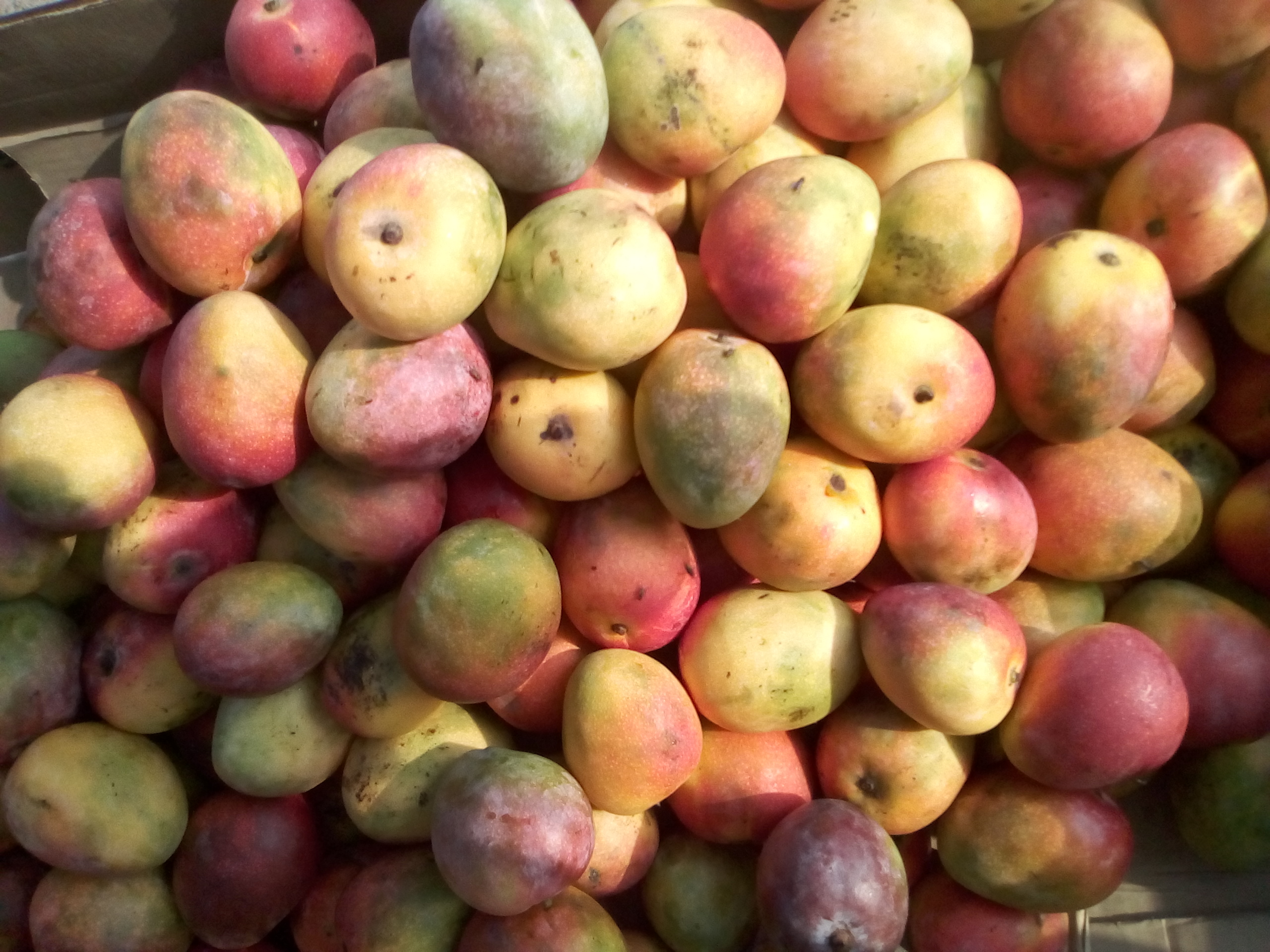 Mango manzana