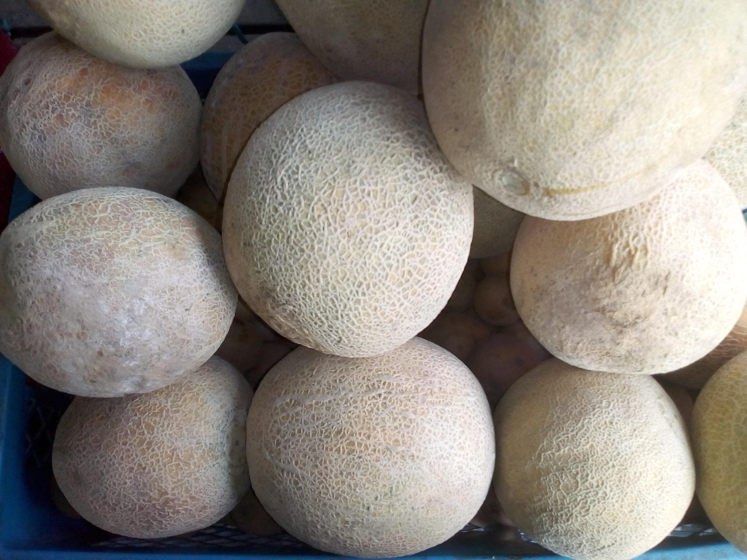 Melón