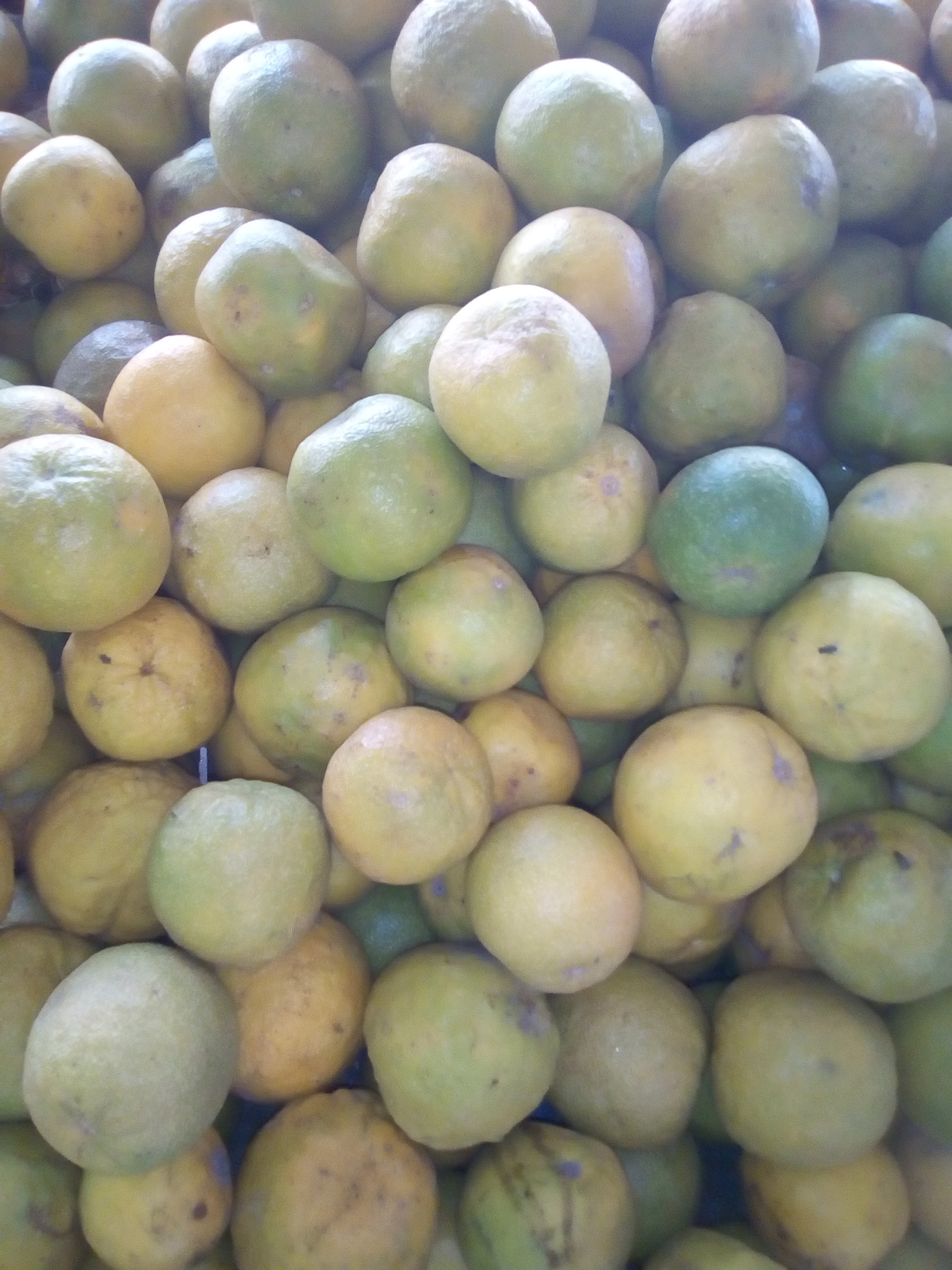 Naranja agria