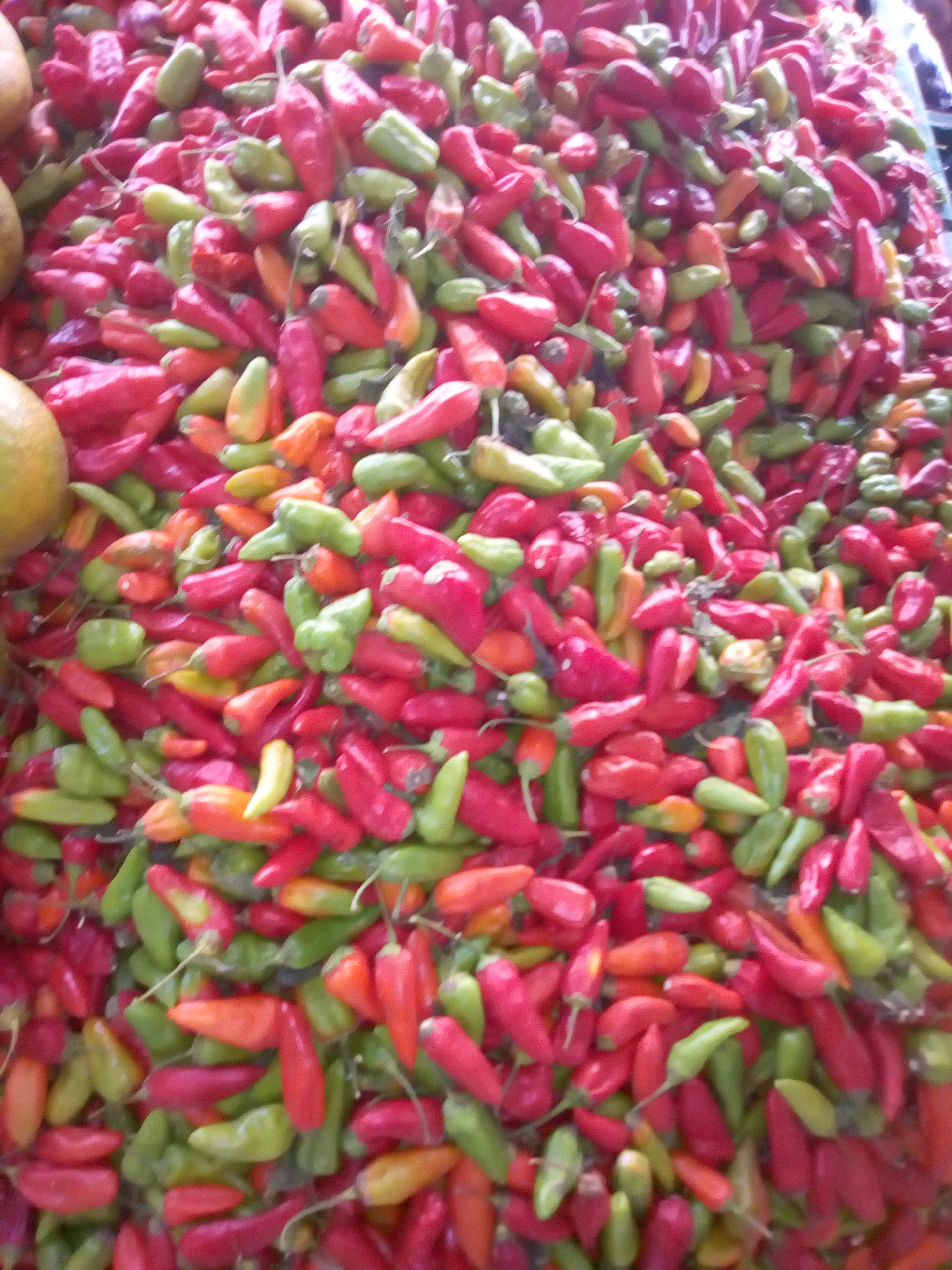 Ají criollo