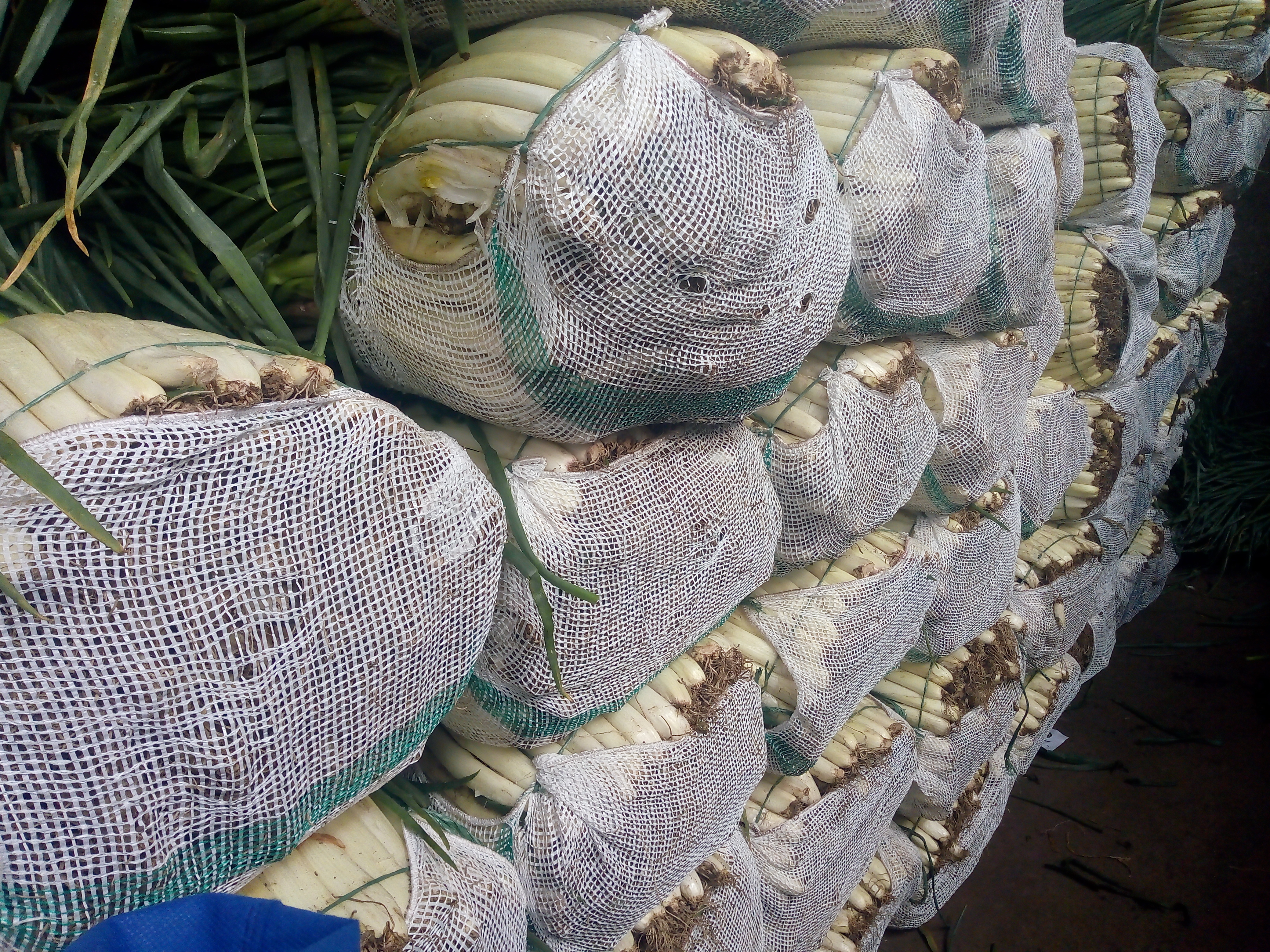 Cebolla larga limpia