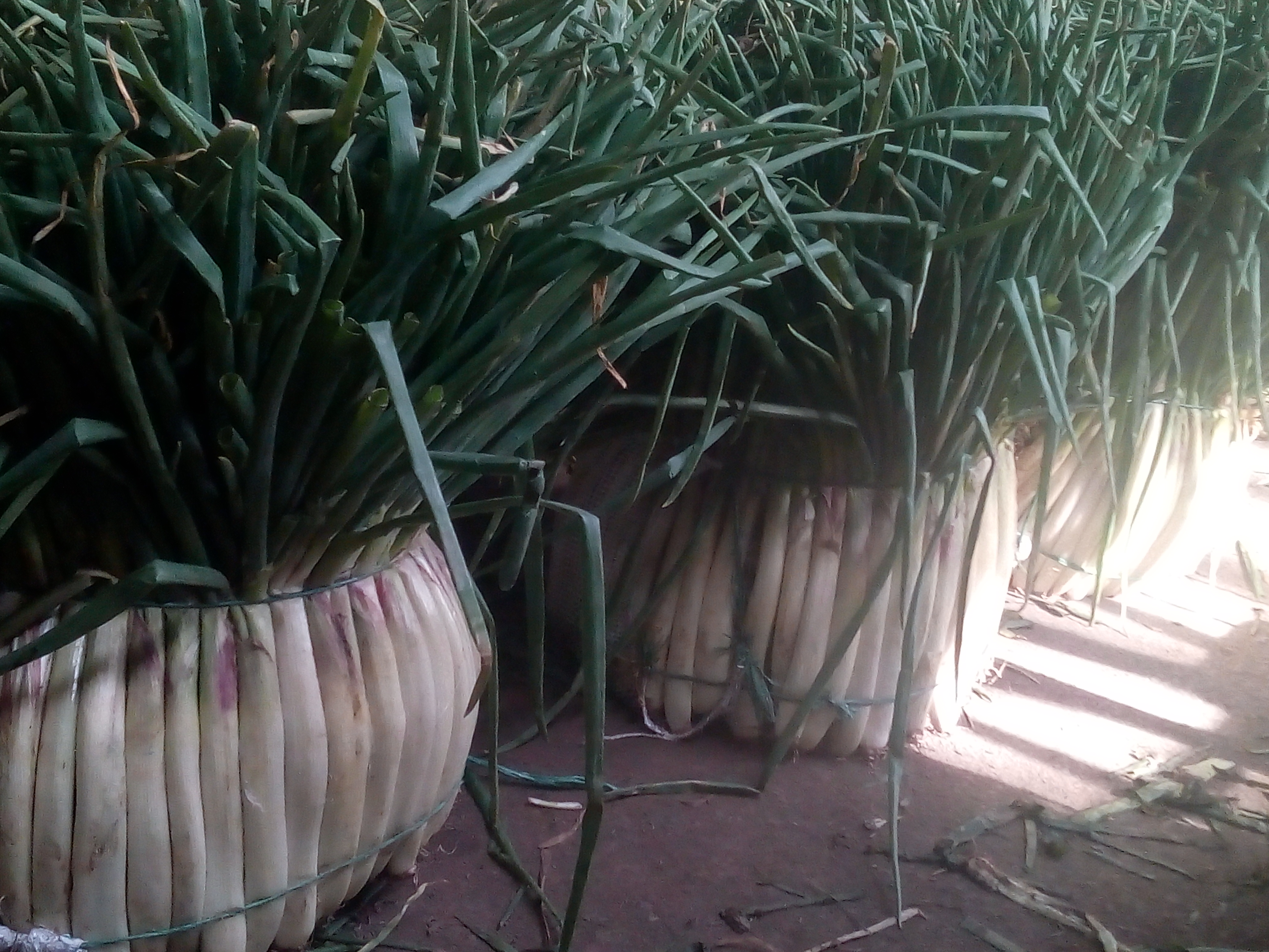 Cebolla larga