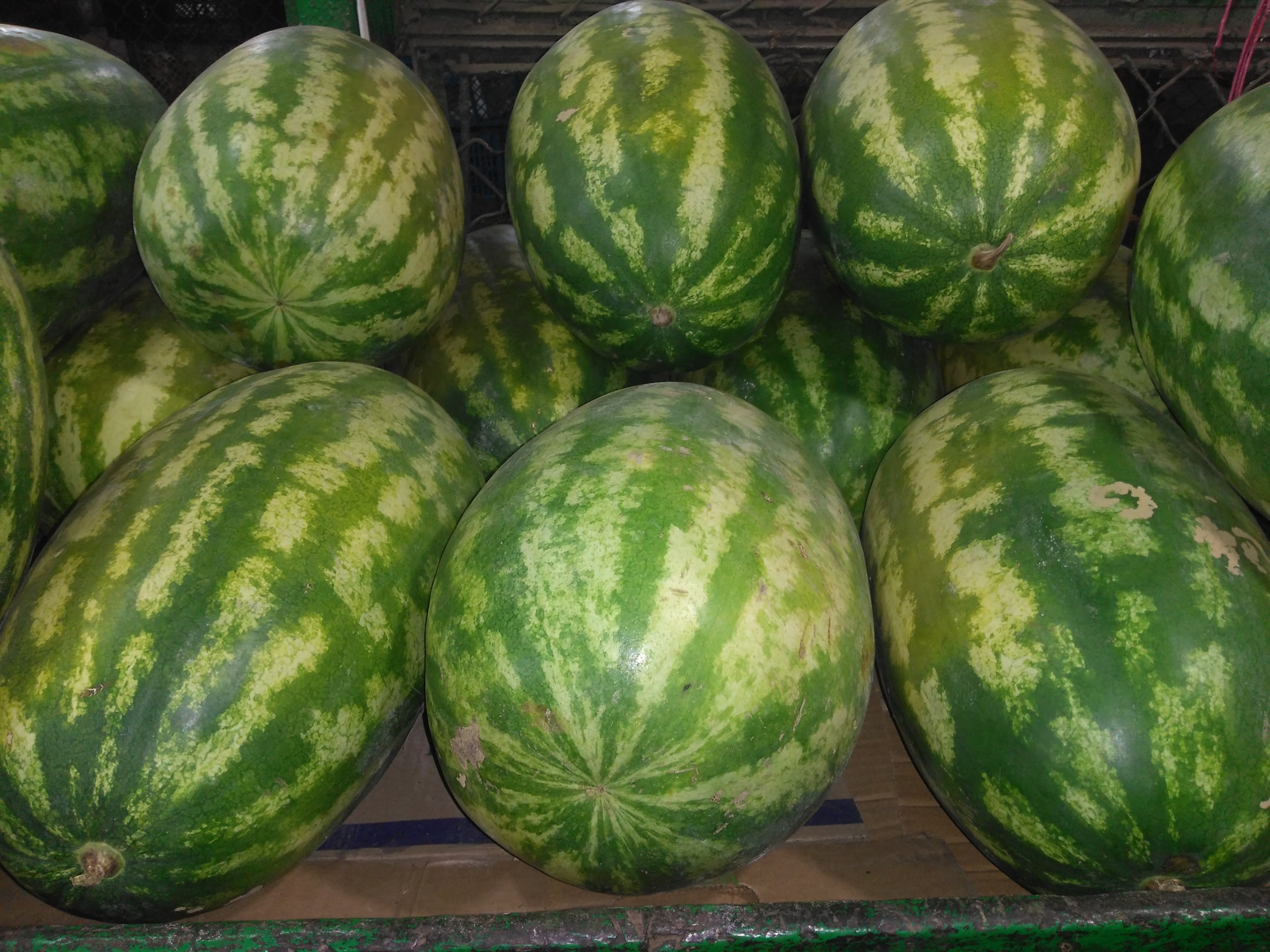 Patilla