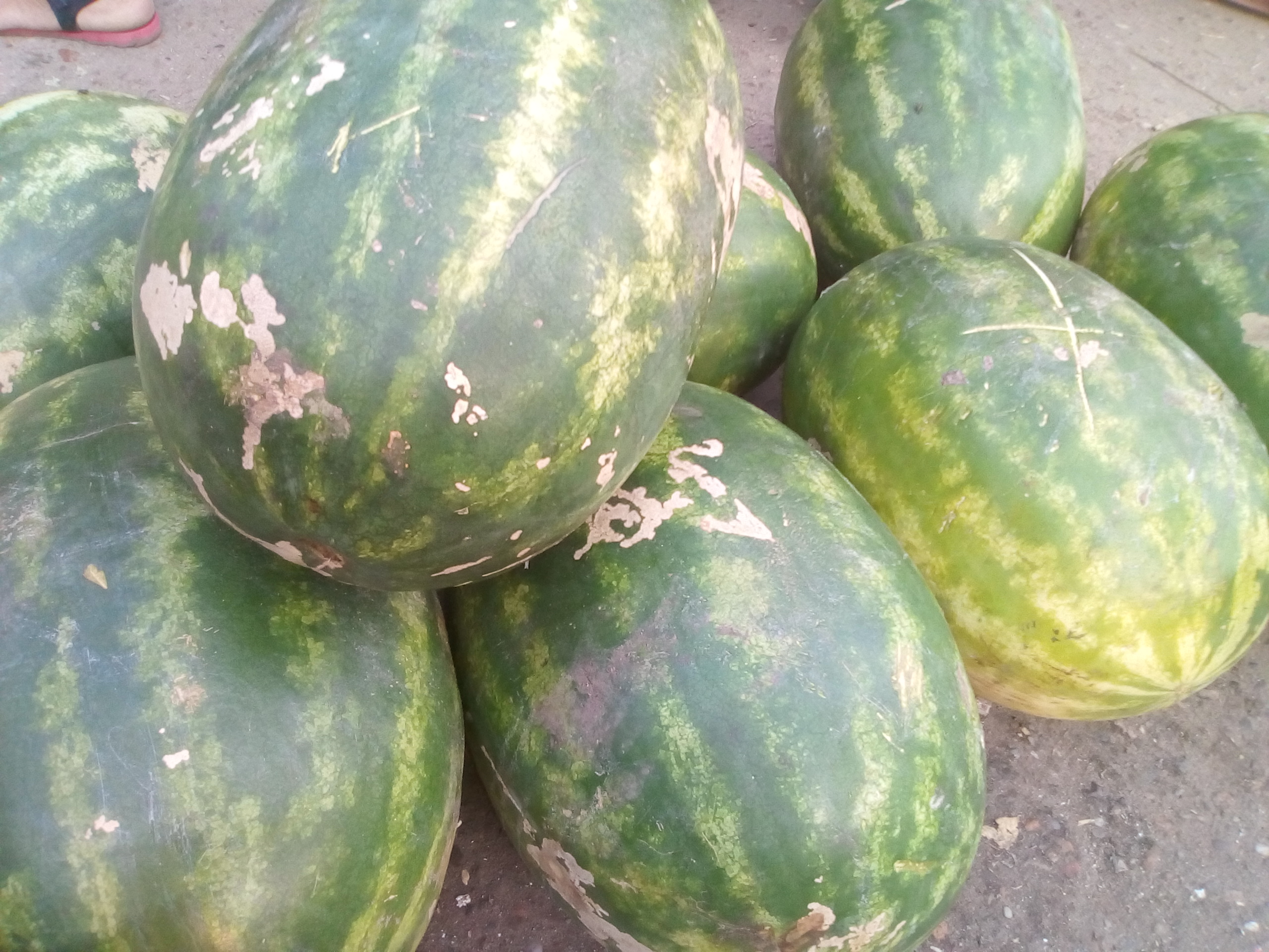Patilla
