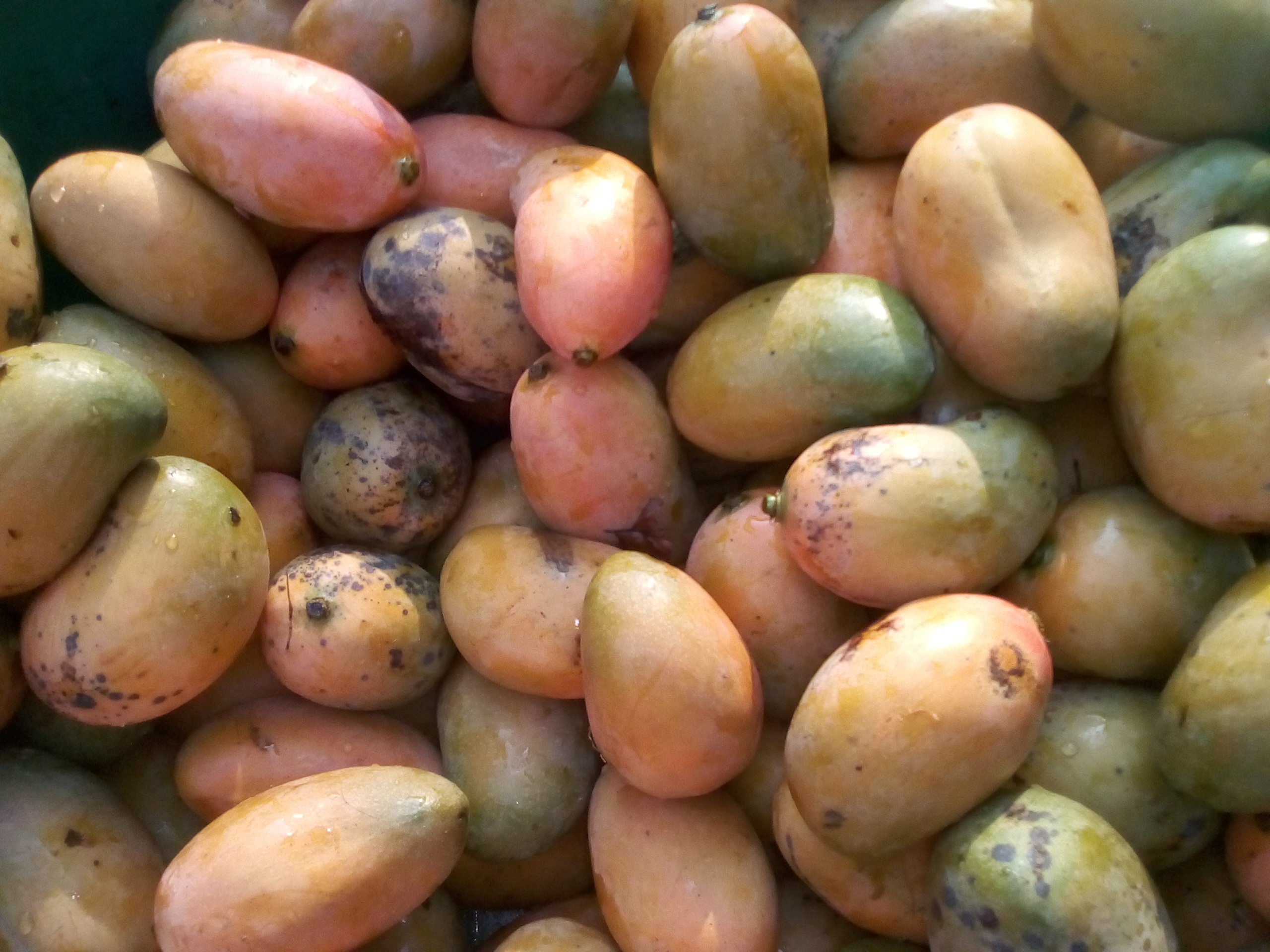 Mango bocado
