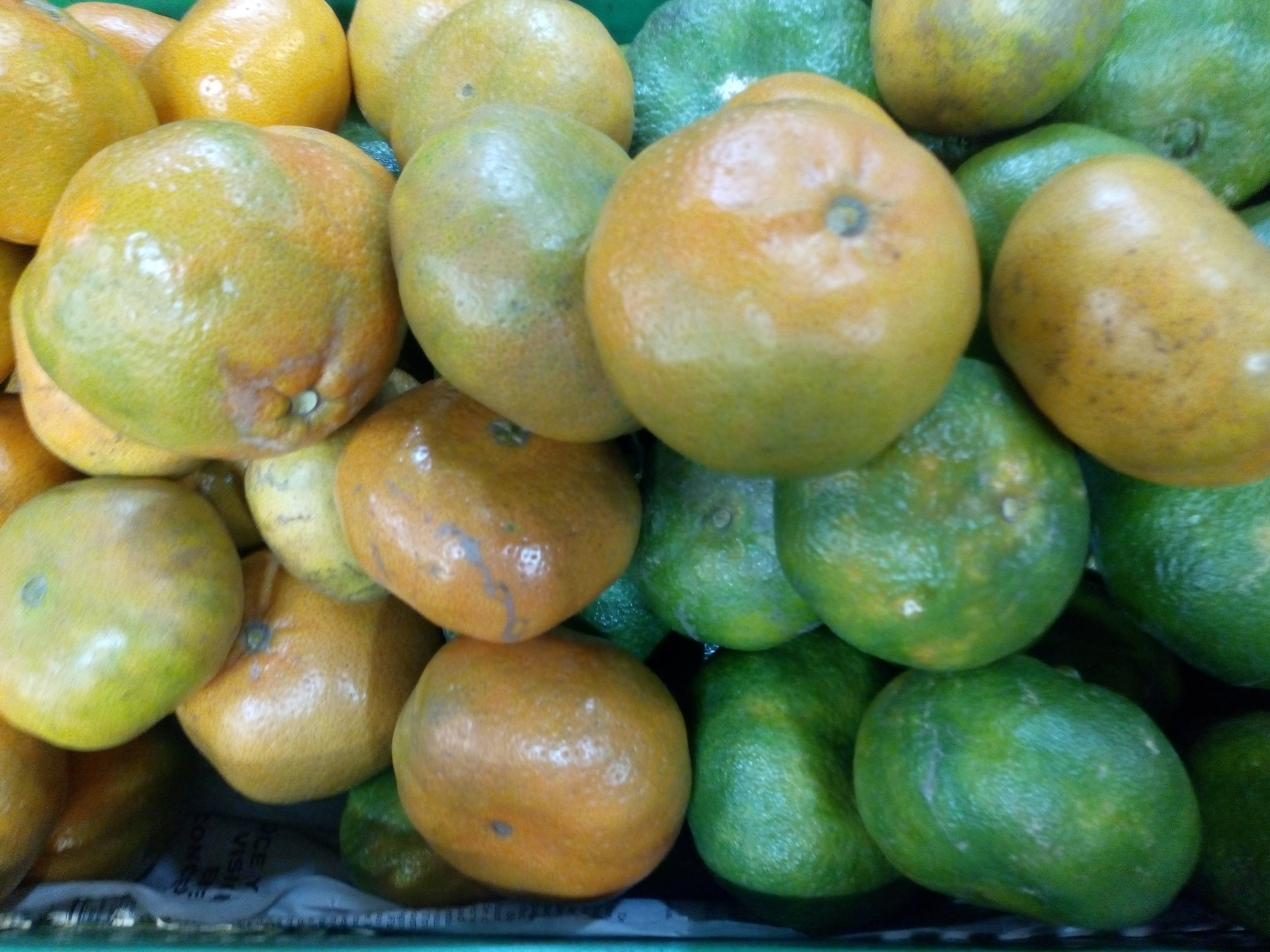Mandarina