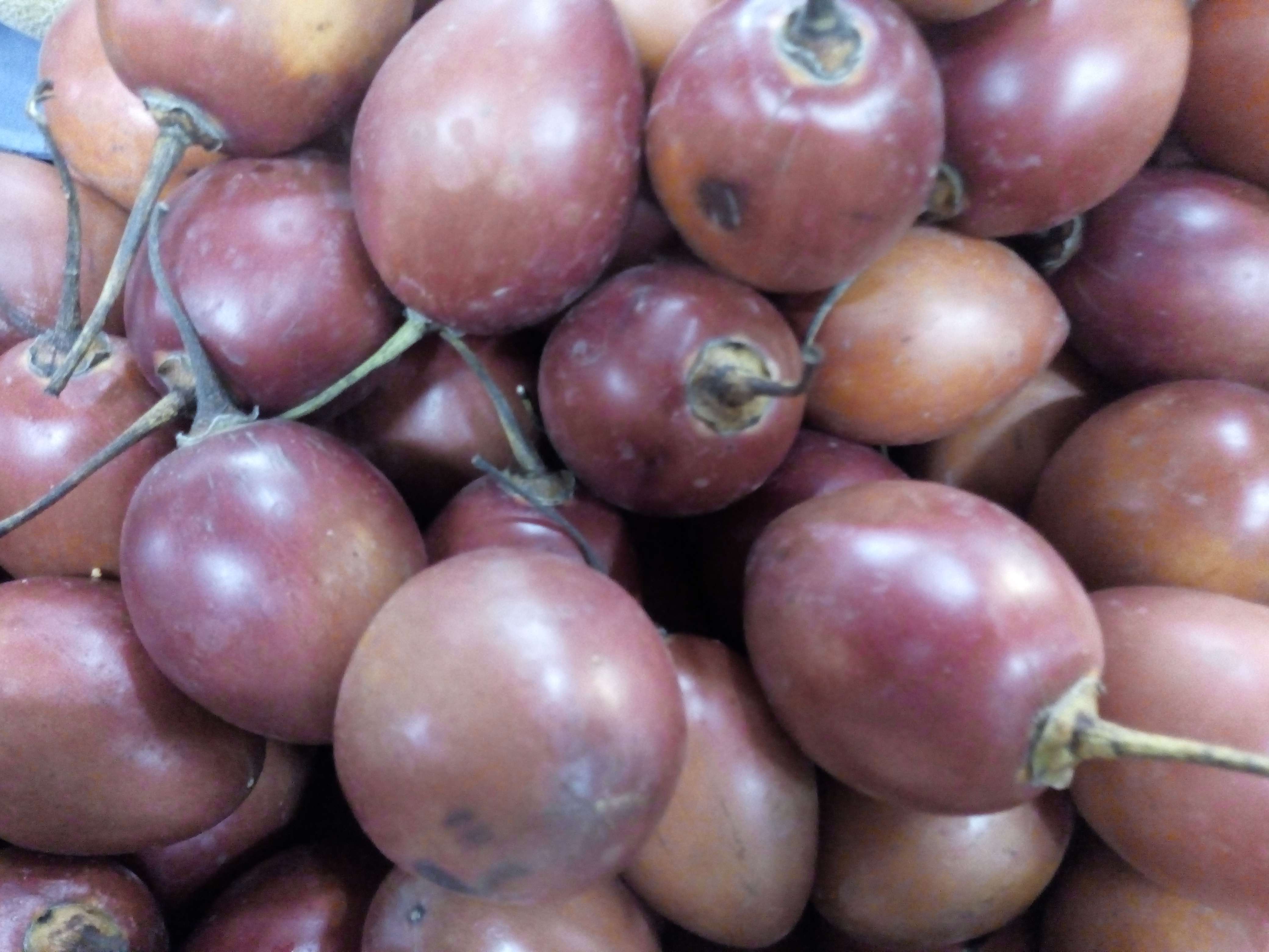 Tomate de árbol común
