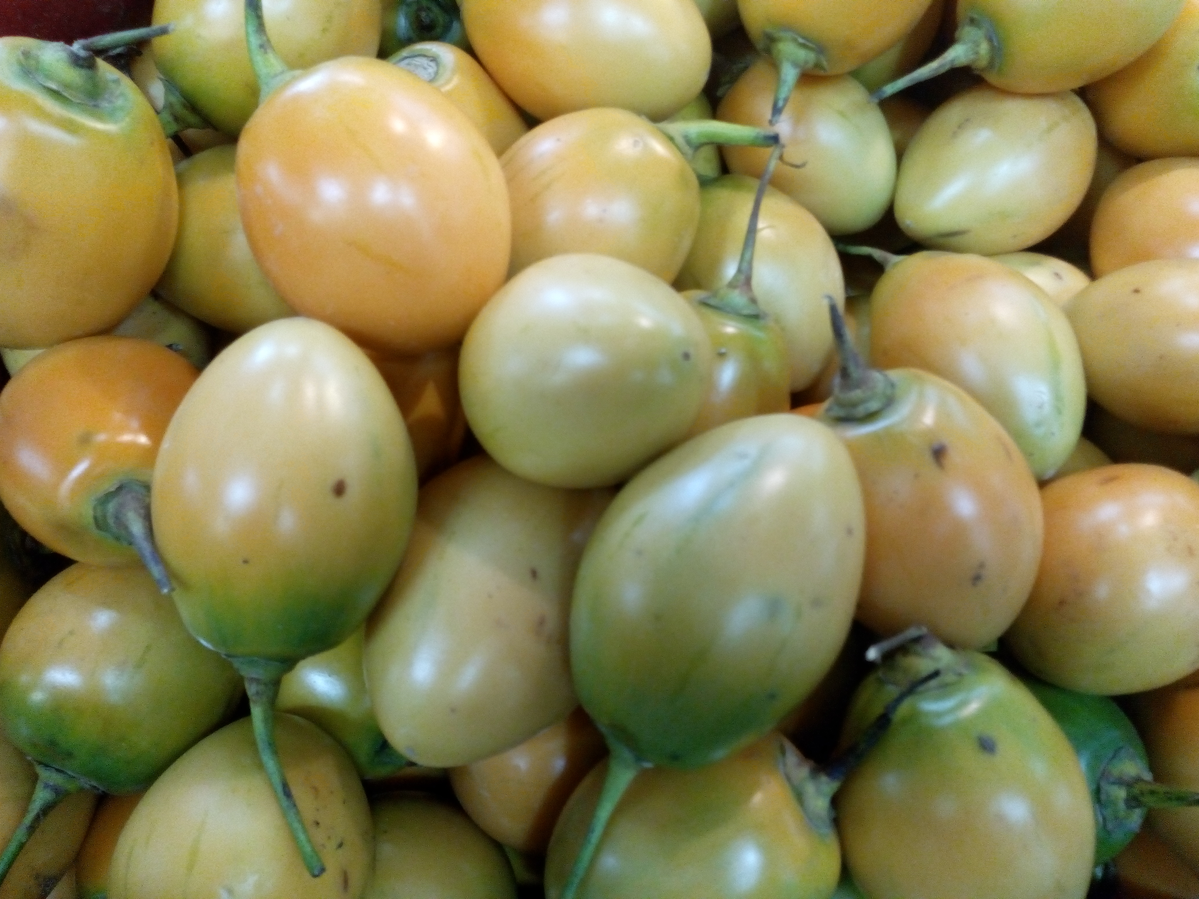 Tomate árbol injerto mango