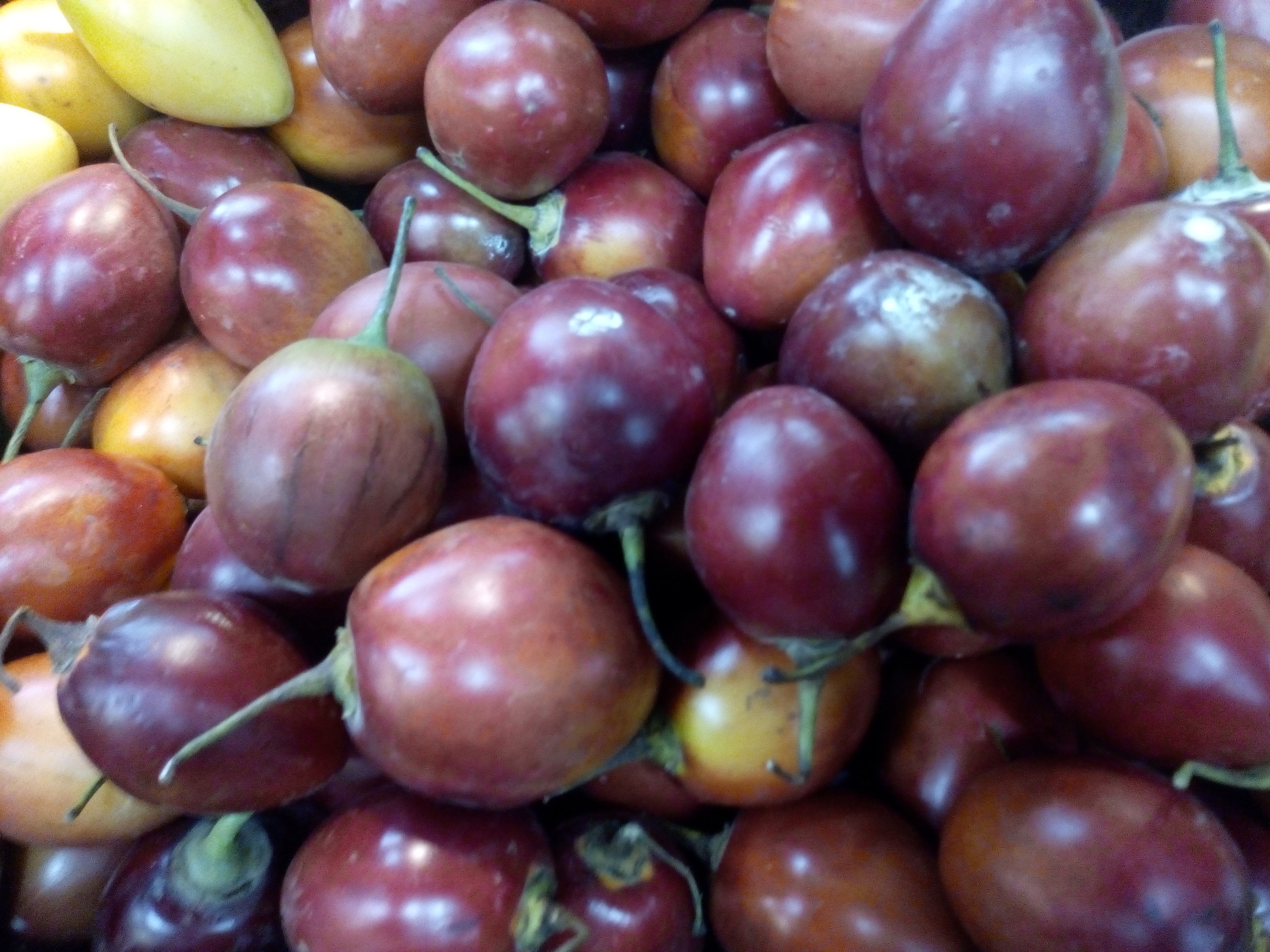 Tomate de árbol injerto de mora