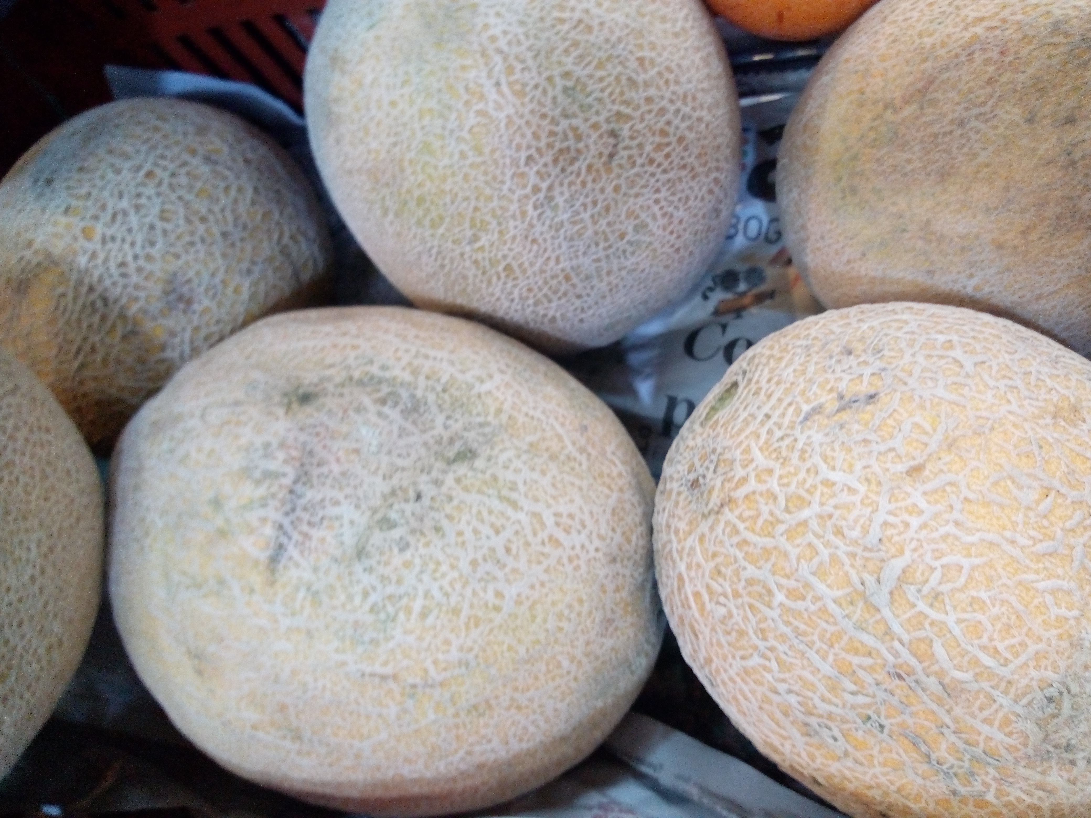 Melón